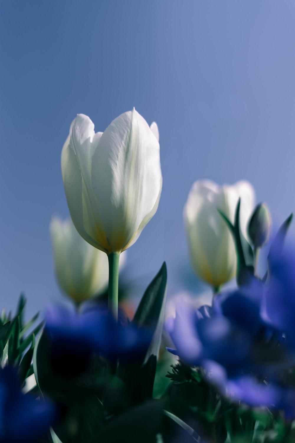 Blue Tulips Wallpapers - Top Free Blue Tulips Backgrounds - WallpaperAccess