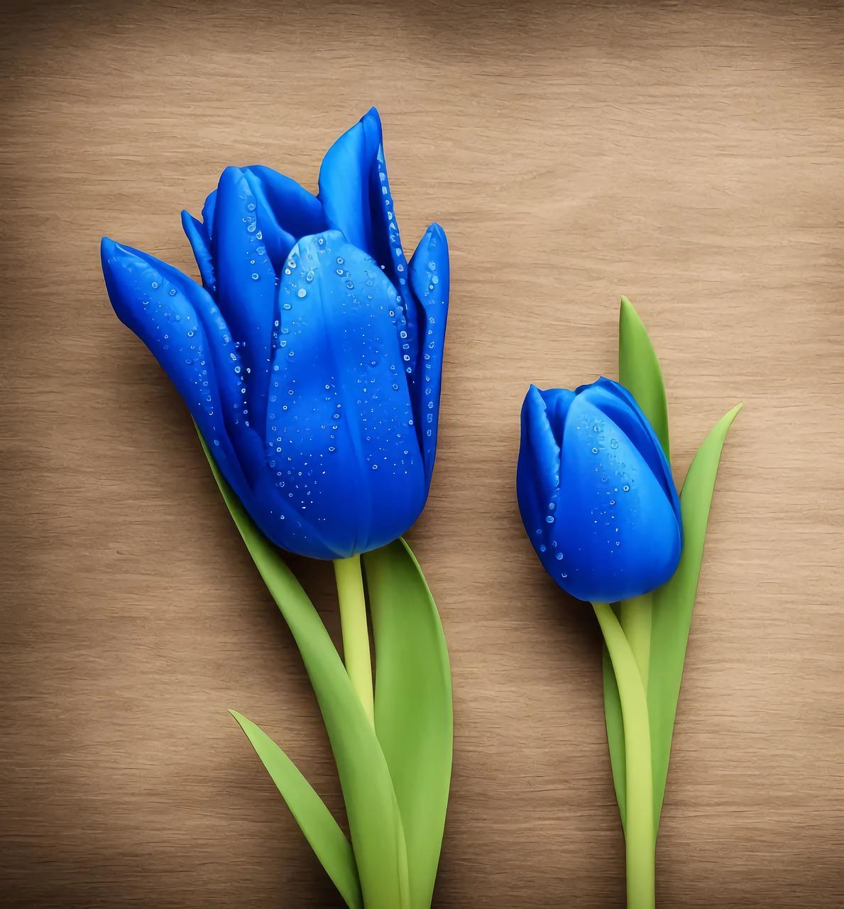 Blue Tulips Wallpapers - Top Free Blue Tulips Backgrounds - WallpaperAccess