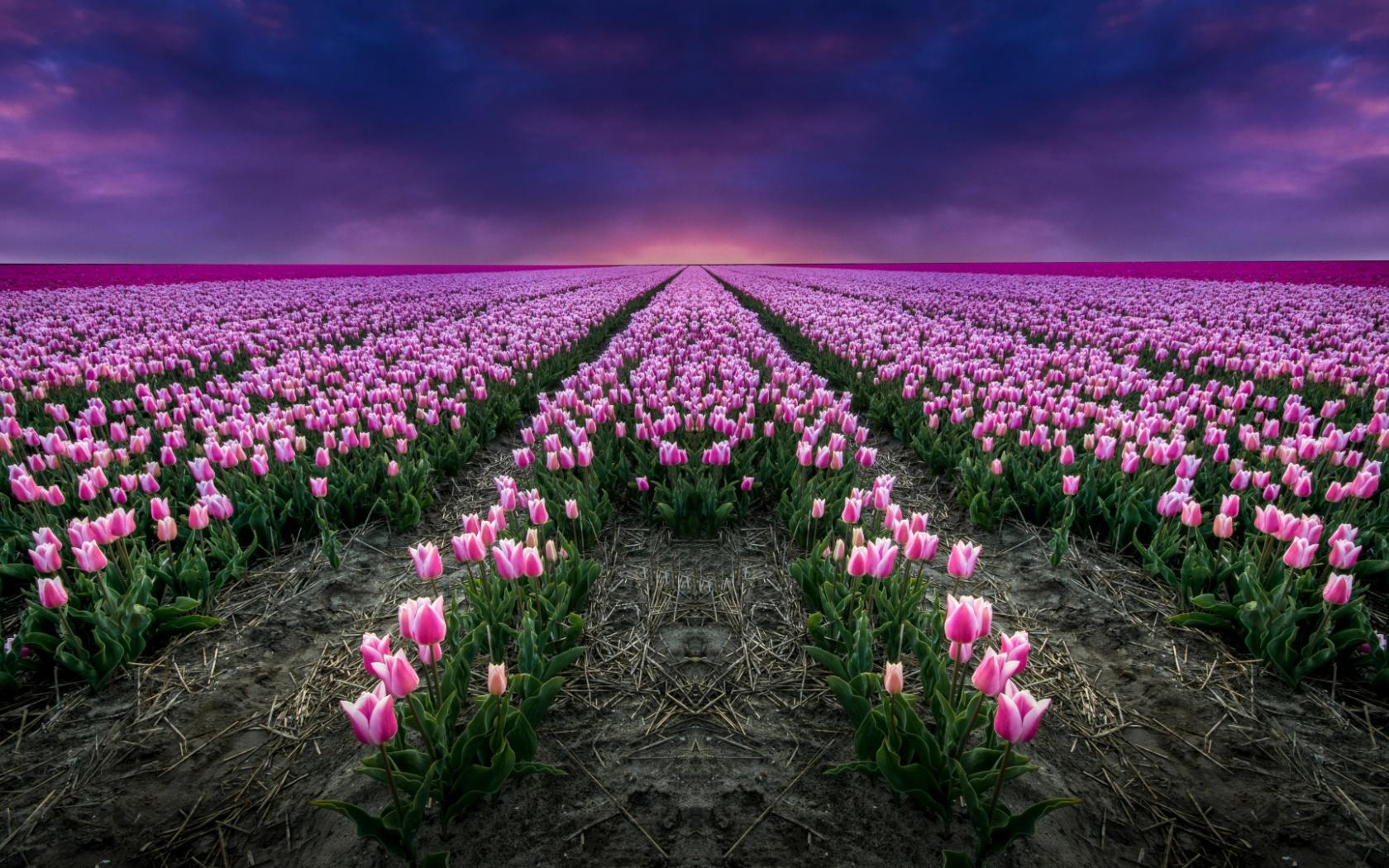 1680x1050 Pink Tulips & Blue Sky Twitter Header Photo