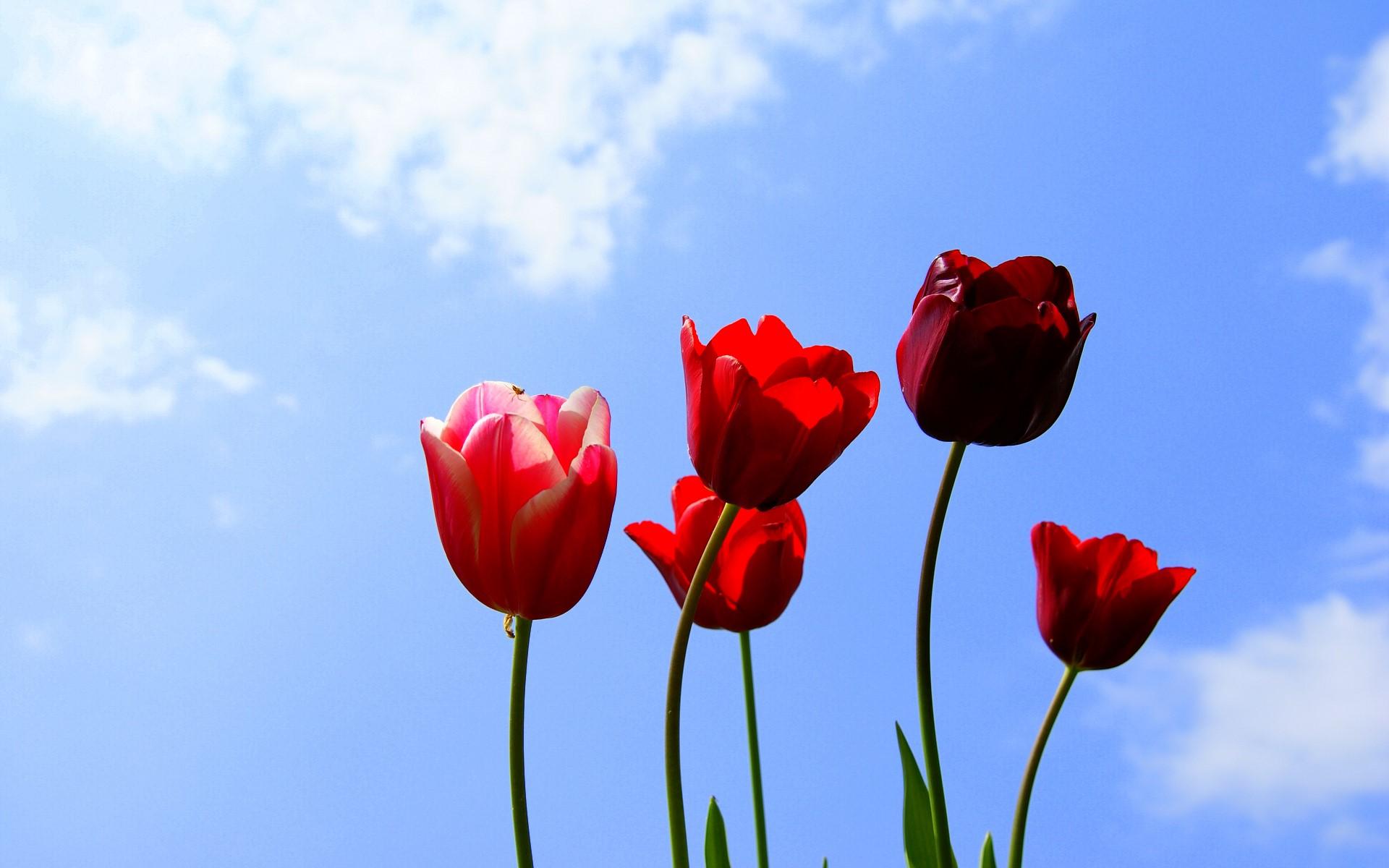 Blue Tulips Wallpapers - Top Free Blue Tulips Backgrounds - WallpaperAccess