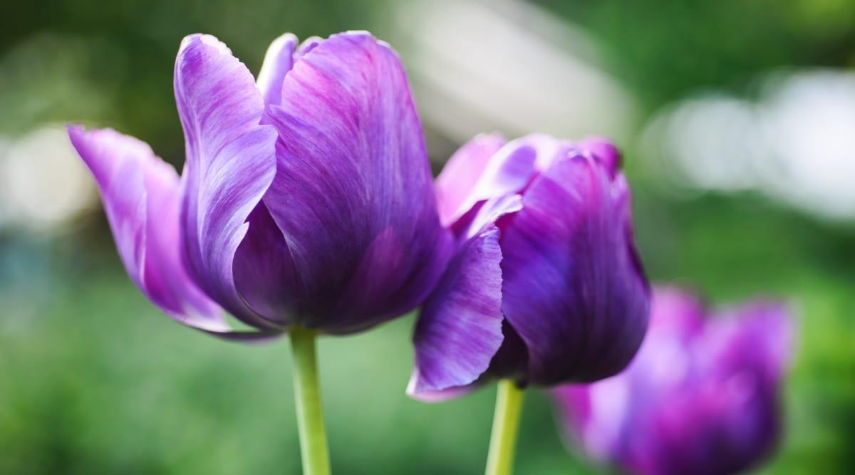 Blue Tulips: Do They Exist Naturally?