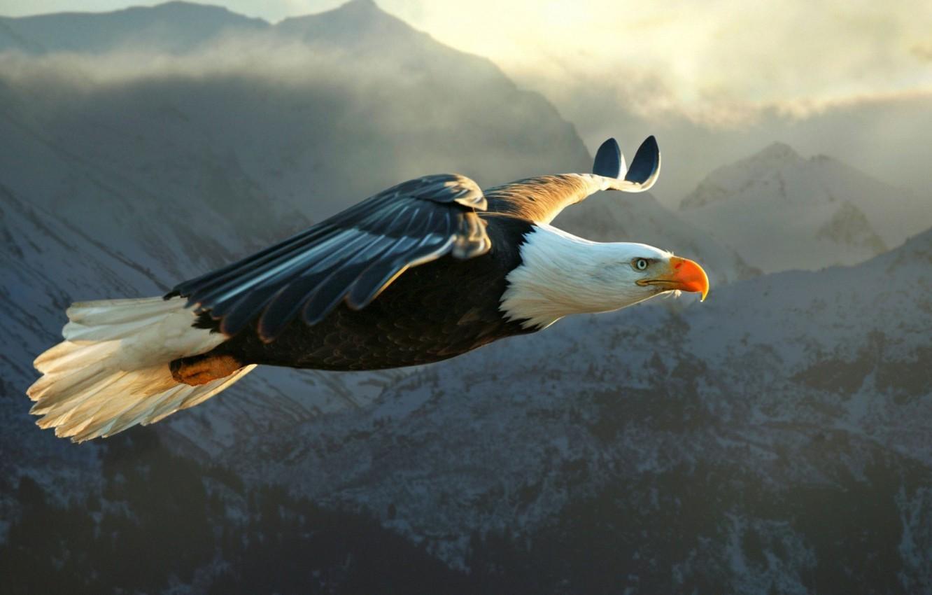 1332x850 Wallpaper Eagle, flying, bird, mountain, animal image for desktop, section животные