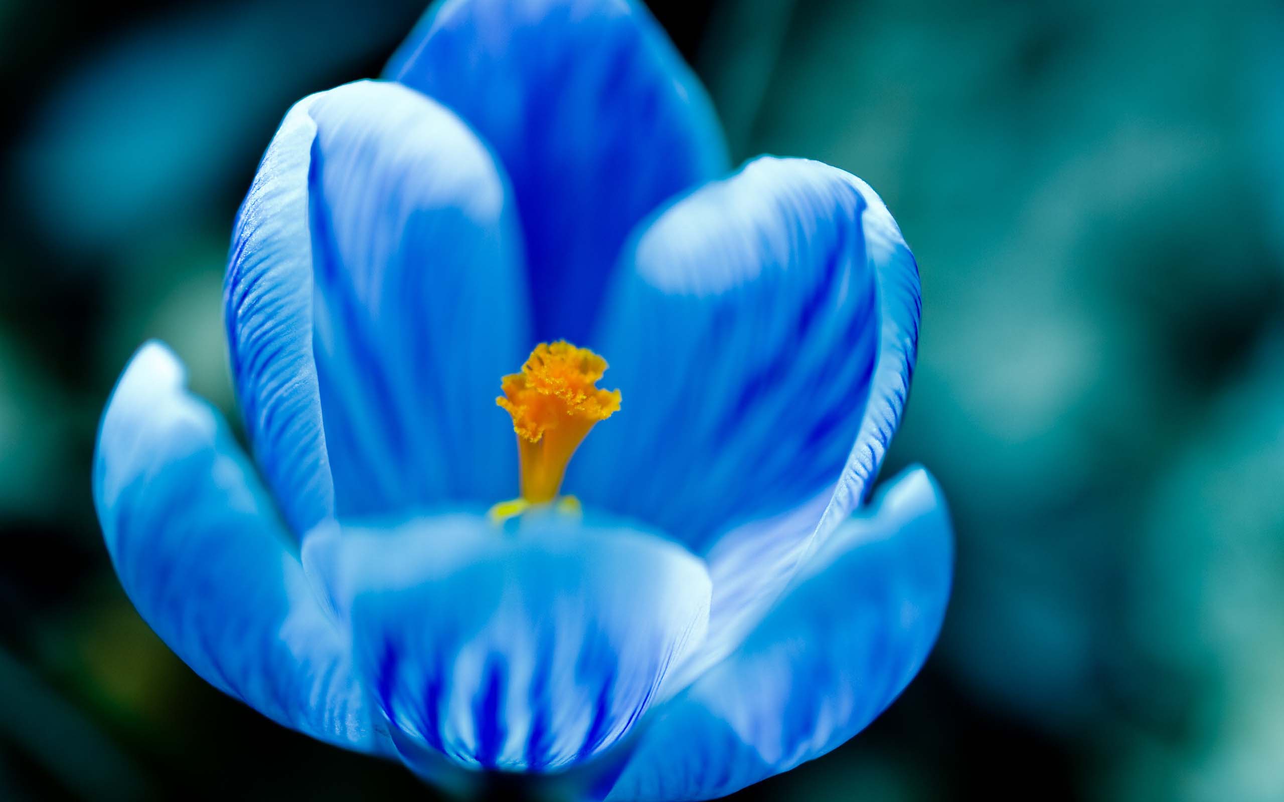 2560x1600 Mothers Day Beautiful Flower Blue Tulip Nice Image Free