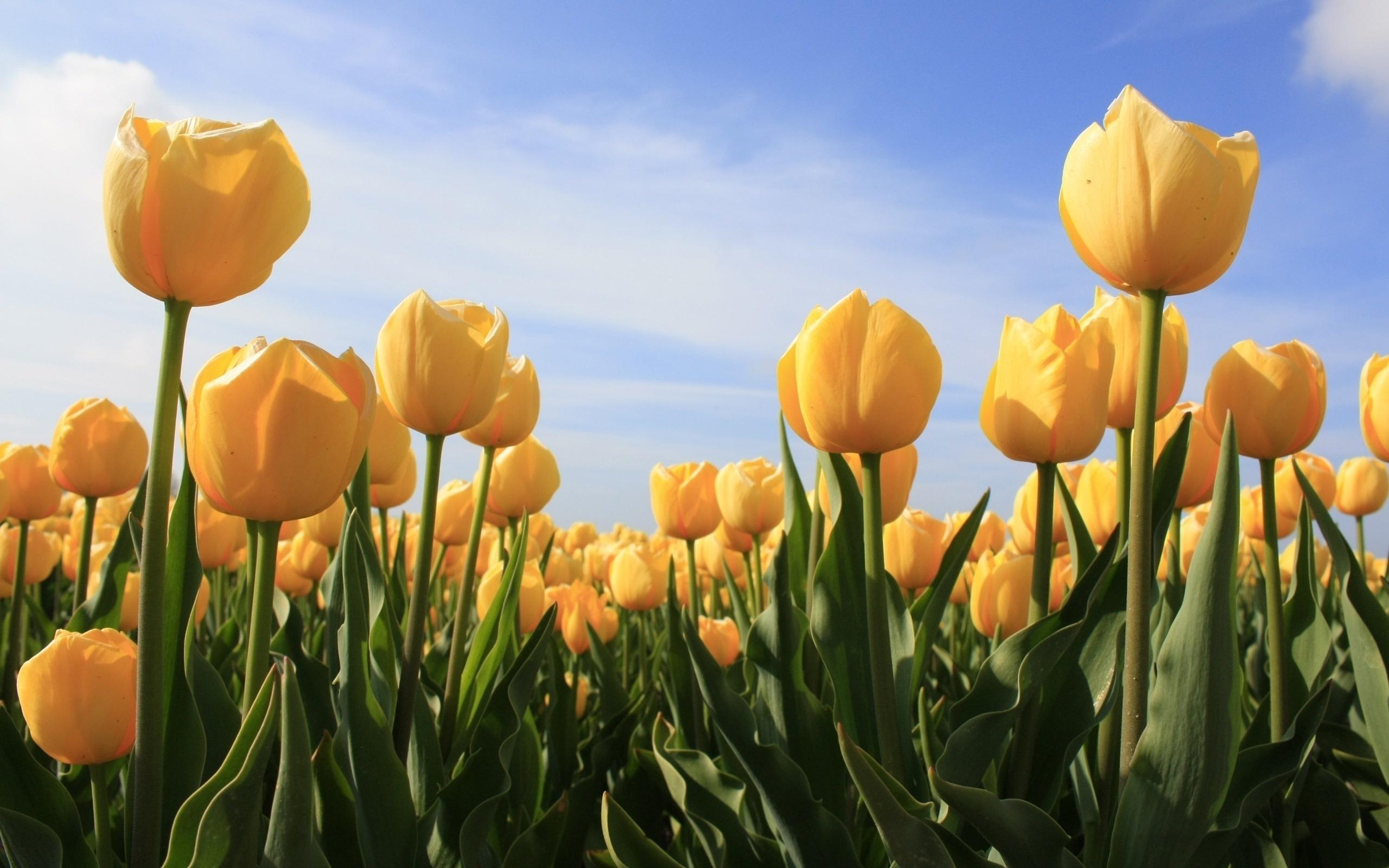 2560x1600 Wallpaper Yellow Tulips Field Under Blue Sky During Daytime, Background Free Image