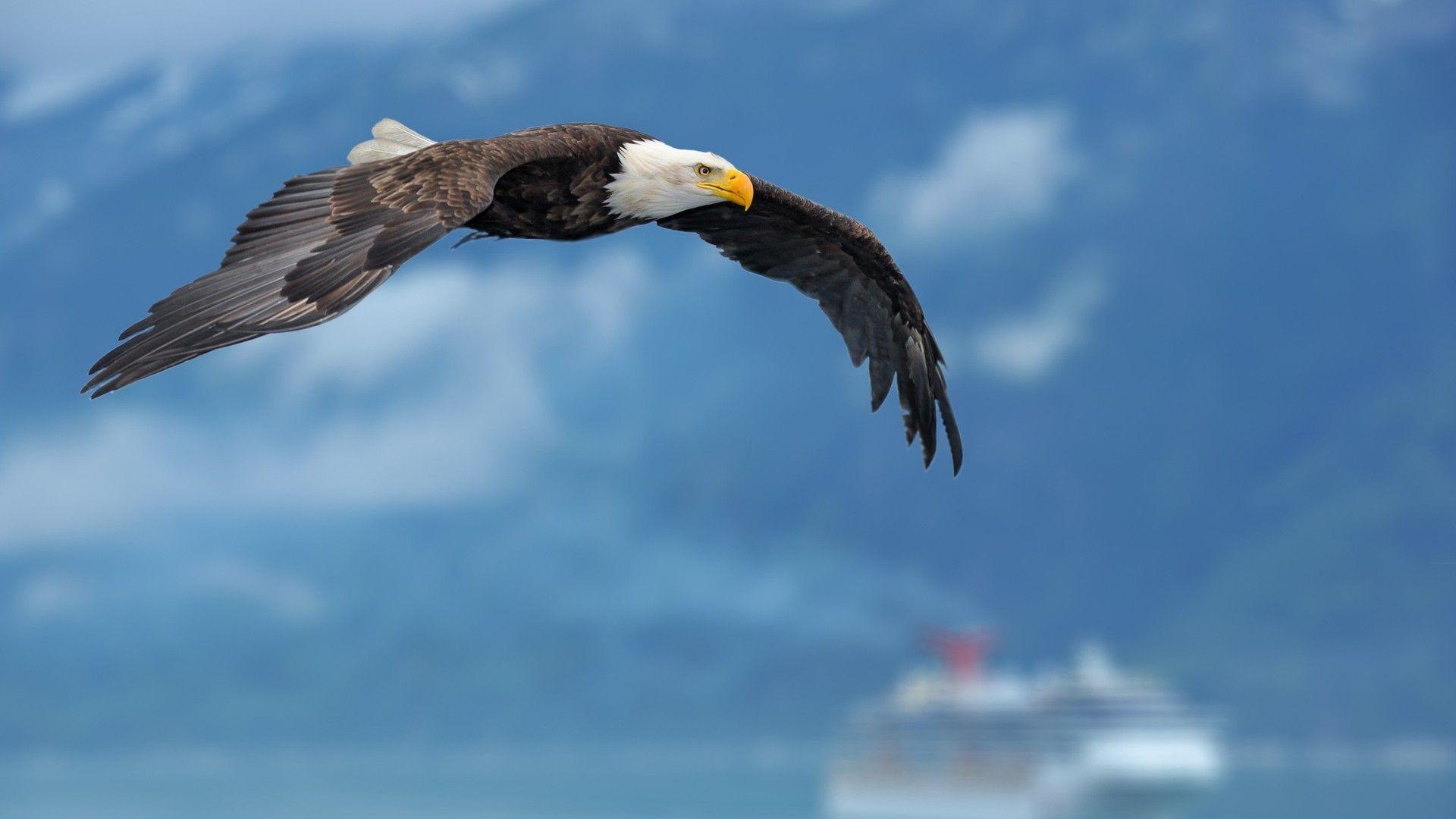1920x1080 Bald Eagle Flying Over Mountains HD desktop wallpaper High. HD Wallpaper. Eagle wallpaper, HD wallpaper and Wallpaper