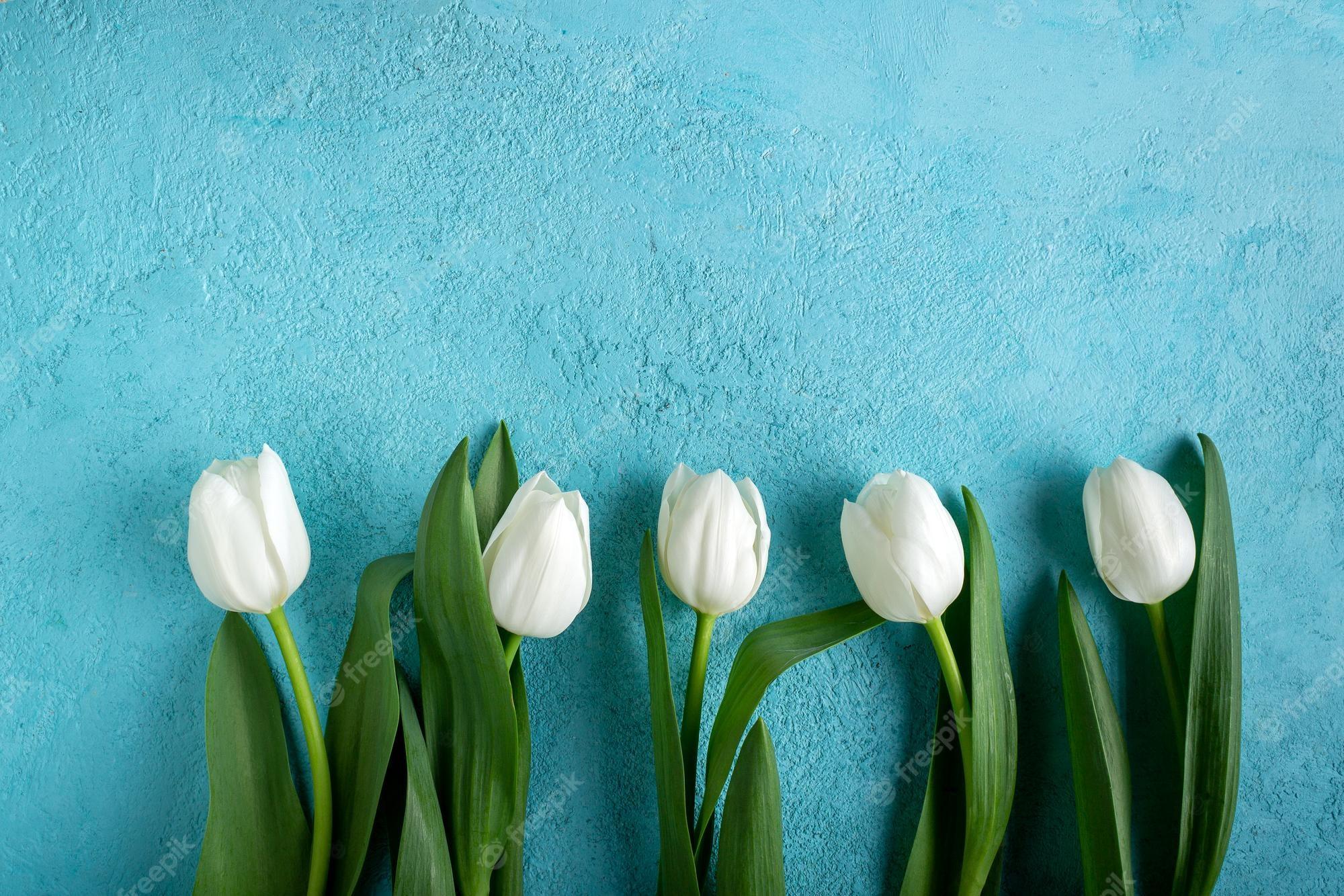 Blue Tulips Wallpapers - Top Free Blue Tulips Backgrounds - WallpaperAccess