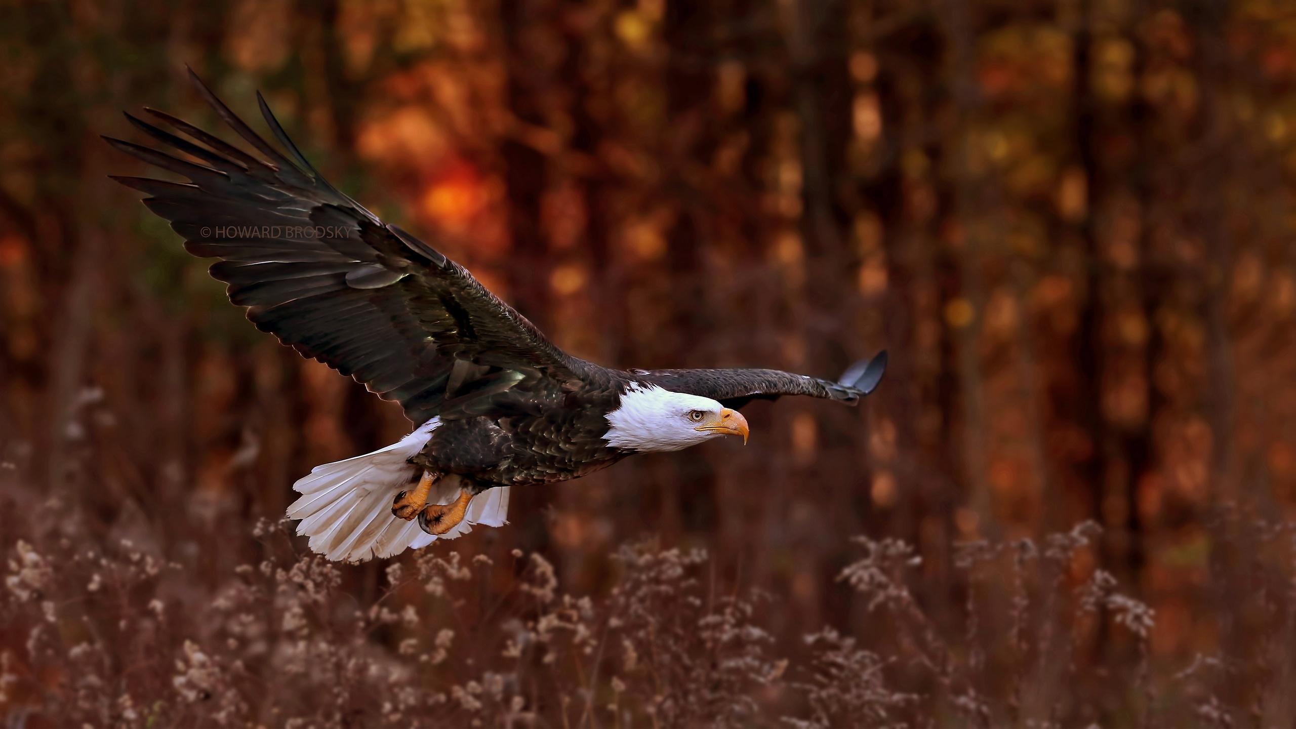 2560x1440 Bald Eagle Flight, HD Birds, 4k Wallpaper, Image, Background, Photo and Picture