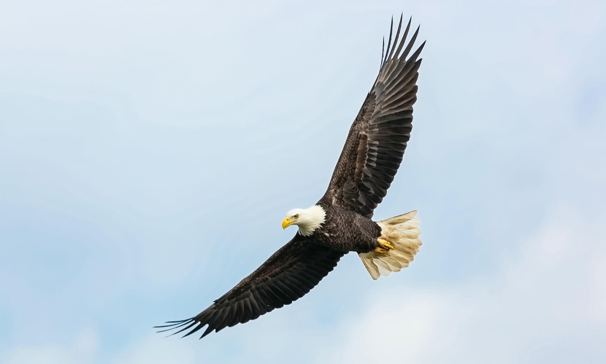 2000x1200 Protecting the Eagles of Boulder County