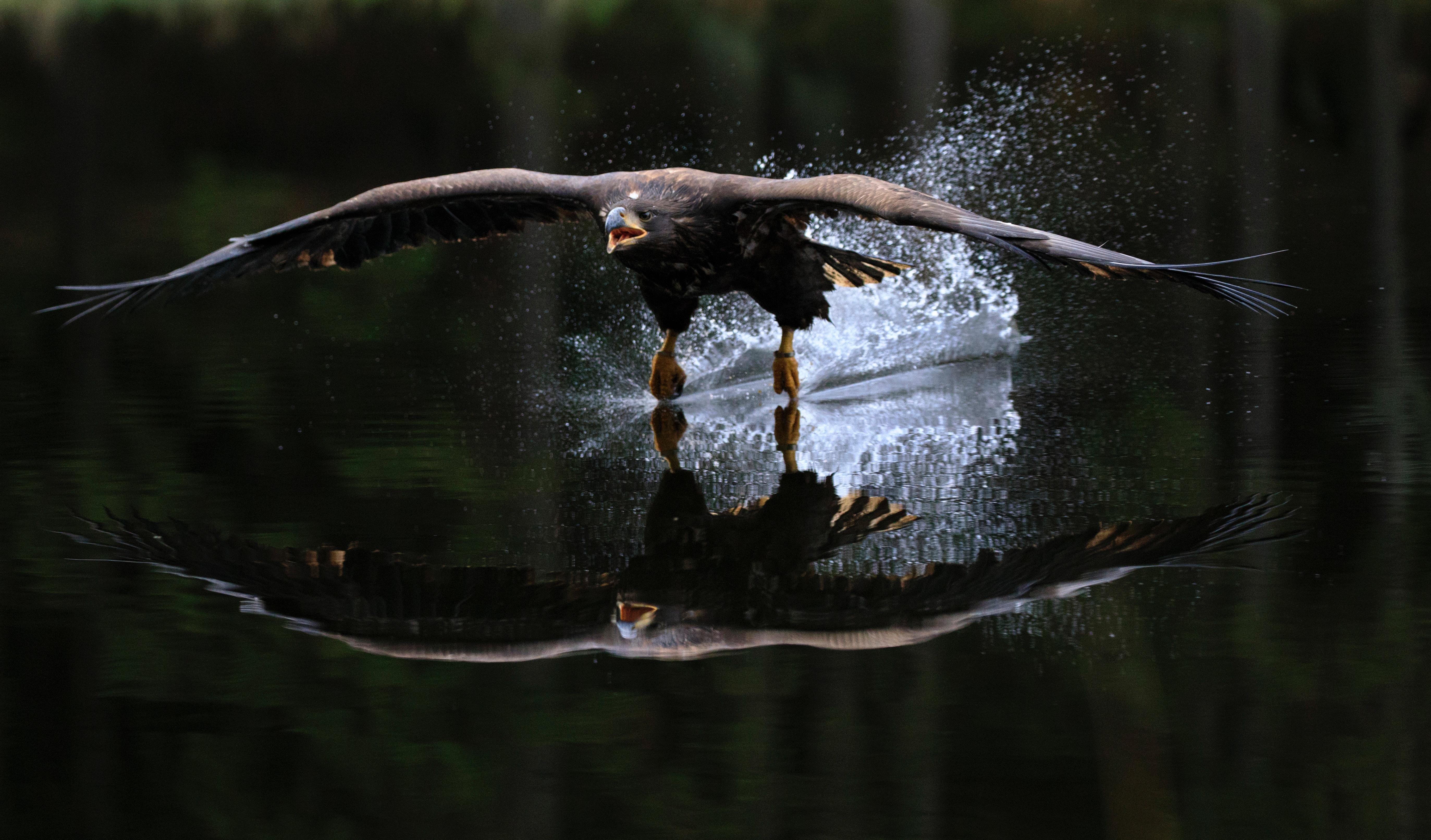 5491x3223 Bird, Eagle, Flight, Reflection, Water 4k Gallery HD Wallpaper