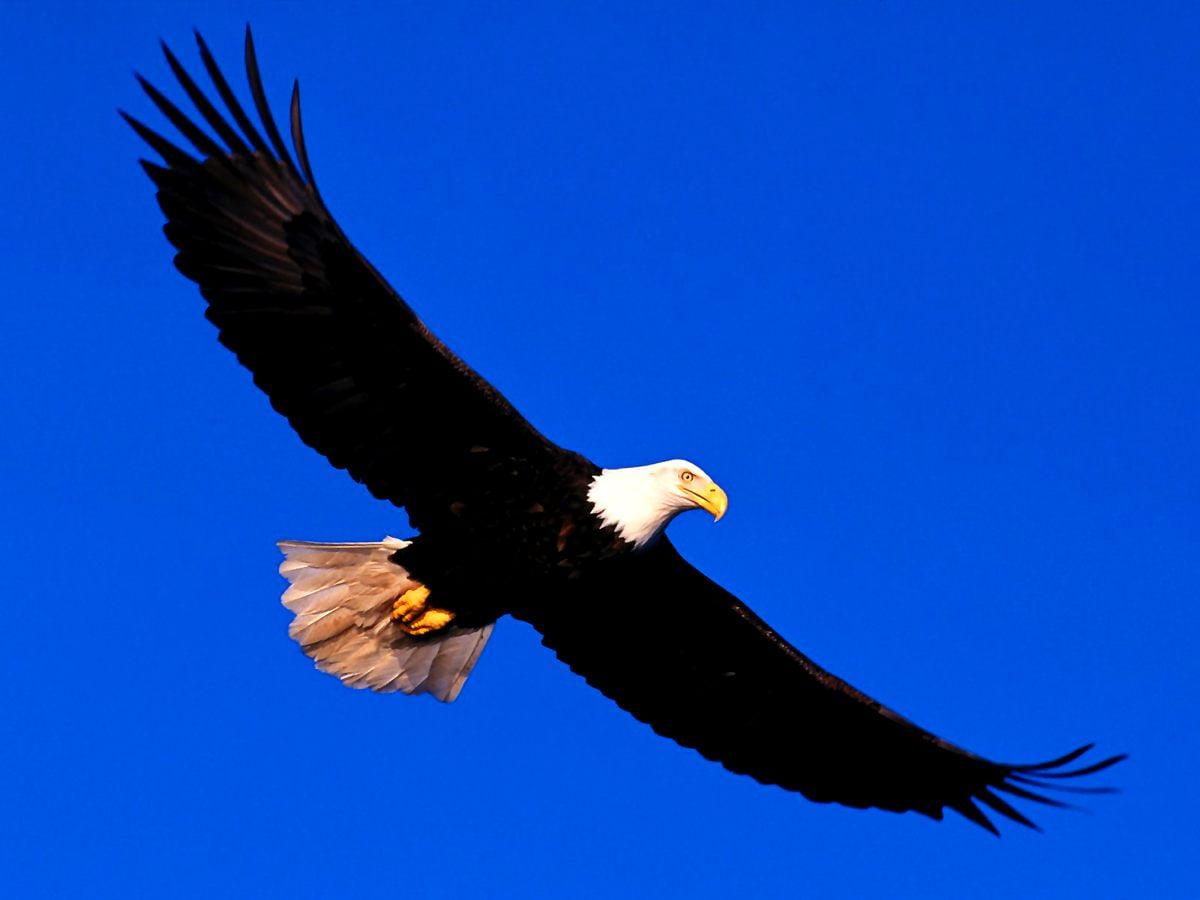 1200x900 Wonderful Bird, Bald Eagle, Eagle background. TOP Free Download photo