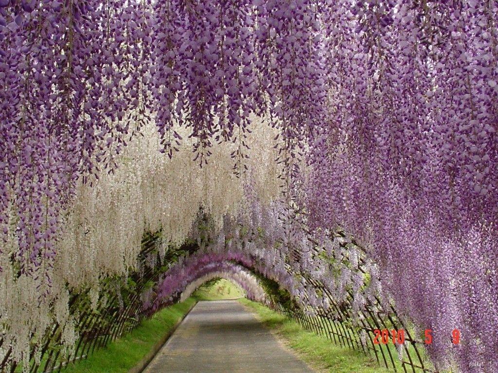 1024x768 Download Japan Nature Wallpaper 1024x768