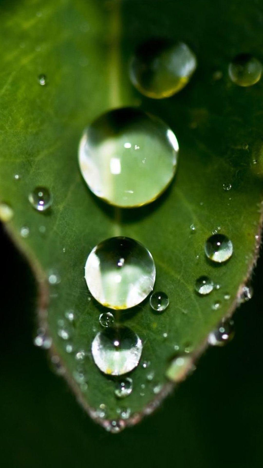 Water Drop On Leaf Wallpapers - Top Free Water Drop On Leaf Backgrounds ...