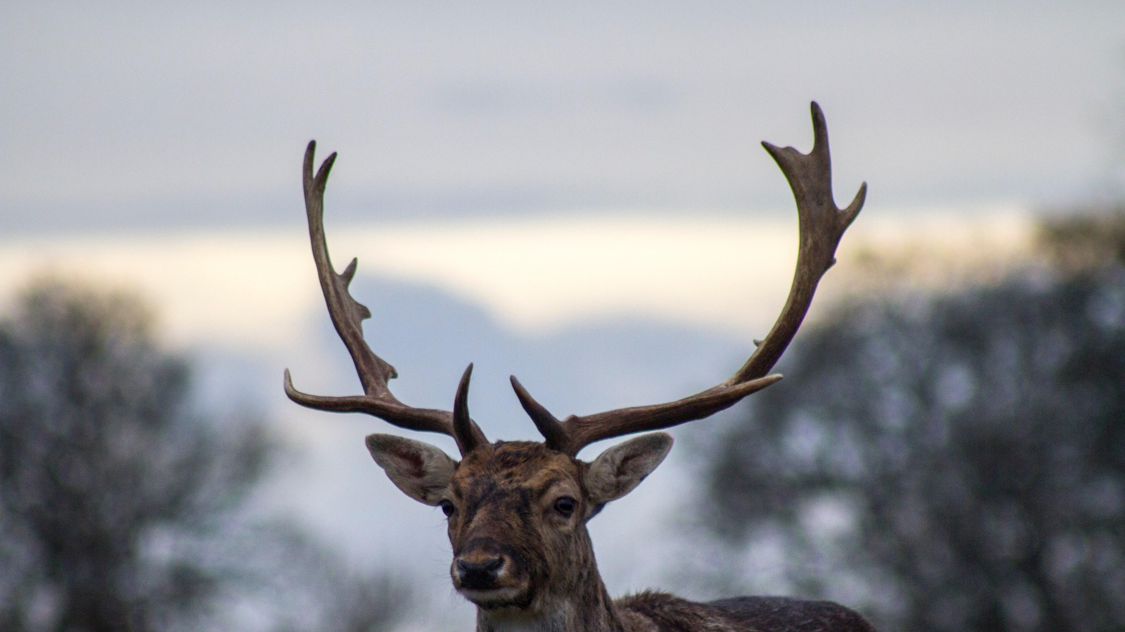 Animals HD Desktop Wallpapers - Top Free Animals HD Desktop Backgrounds ...