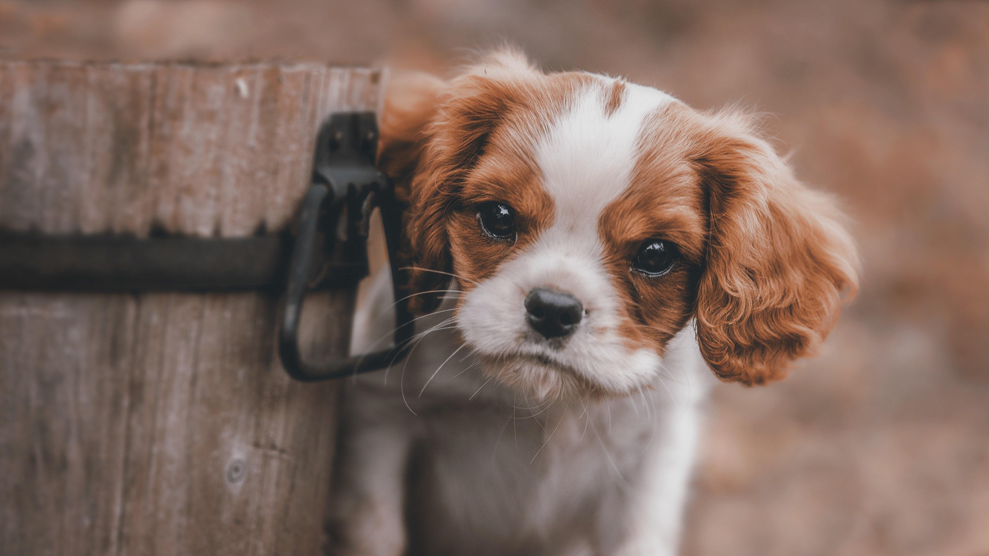 3840x2160 animals 4k desktop background wallpaper 1080P, 2k, 4k HD wallpaper, background free download