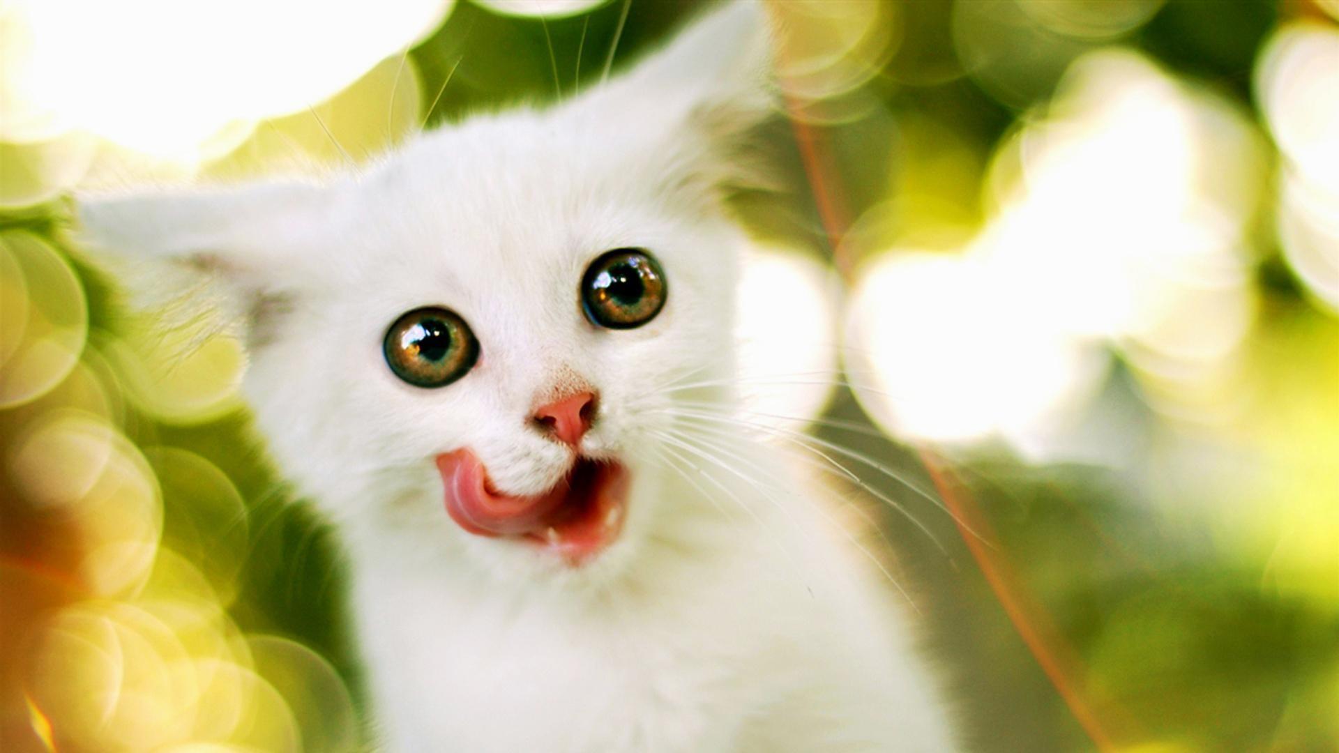1920x1080 Animals Widescreen Wallpaper