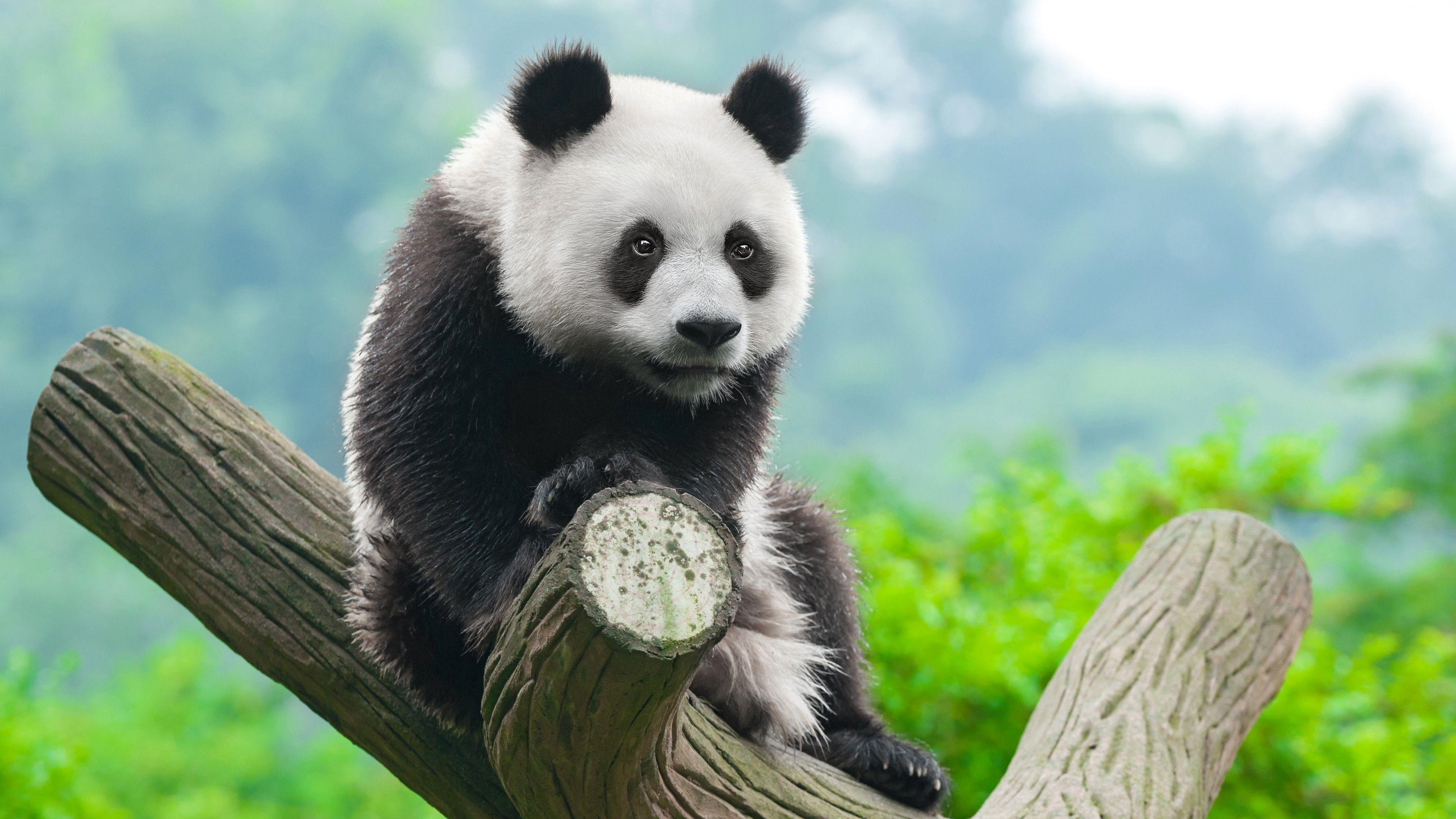 3840x2160 Animal HD Wallpaper Free Download