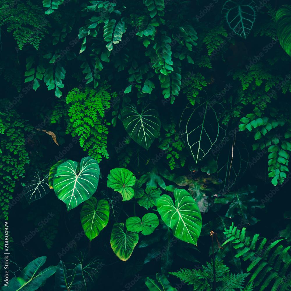 1000x1000 Tropical leaves texture, Abstract nature leaf green texture background.vintage dark tone, picture can used wallpaper desktop