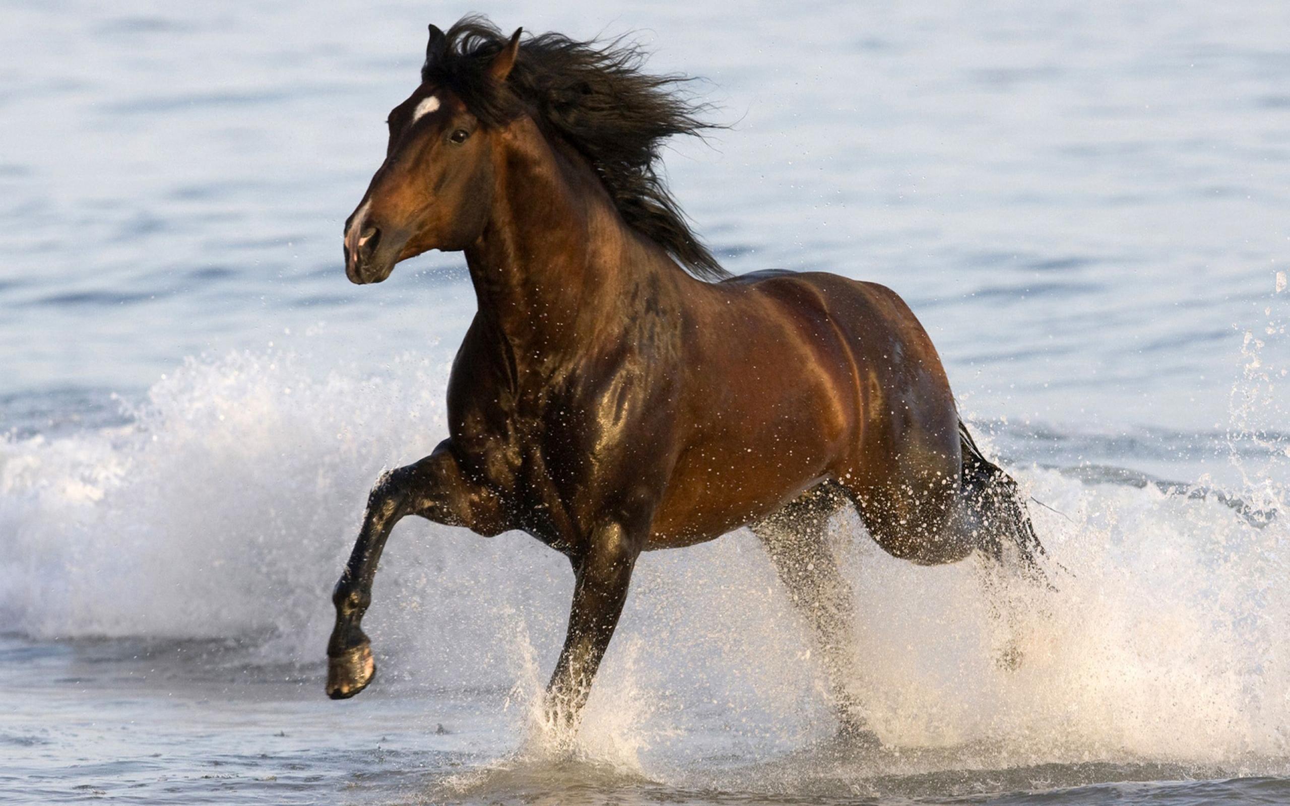 2560x1600 Animals Black Horse Beach Sea Water Desktop HD Wallpaper :