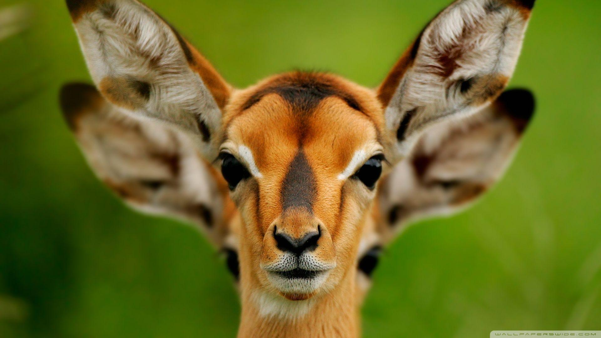 1920x1080 Desktop Wallpaper Animals