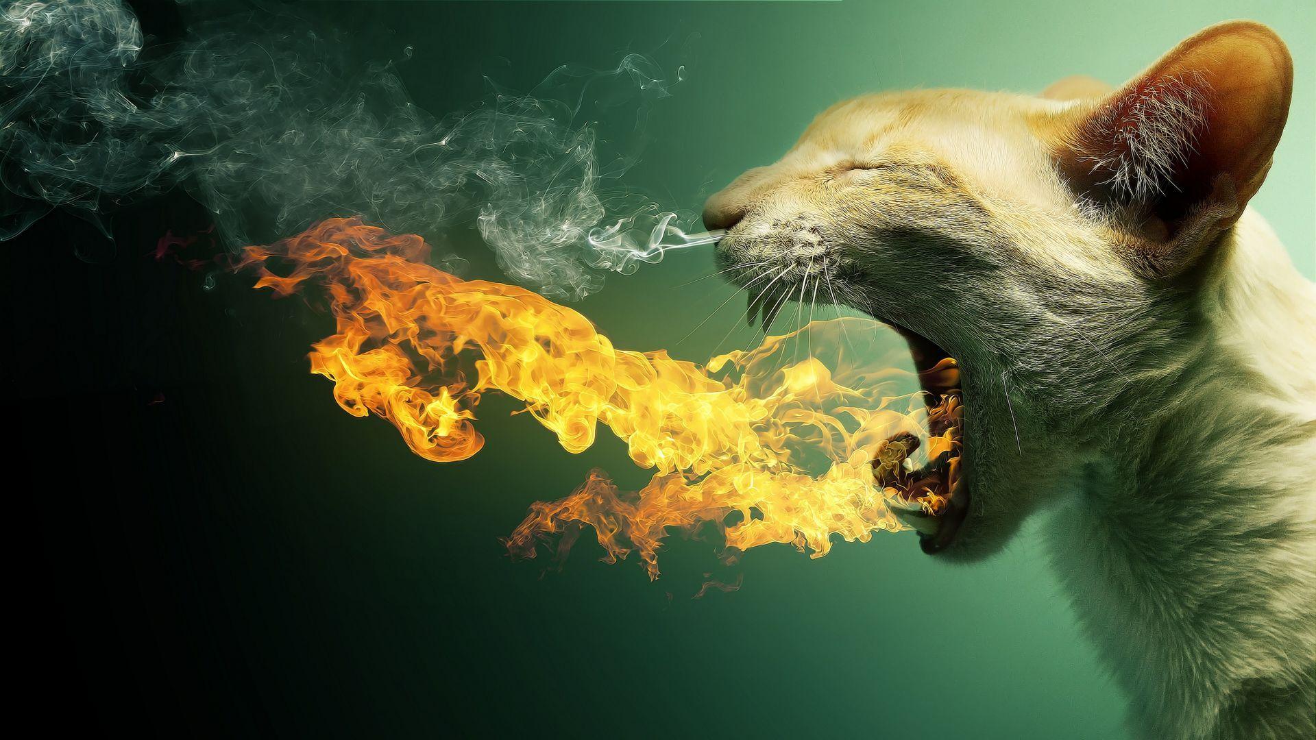1920x1080 Funny Wallpaper