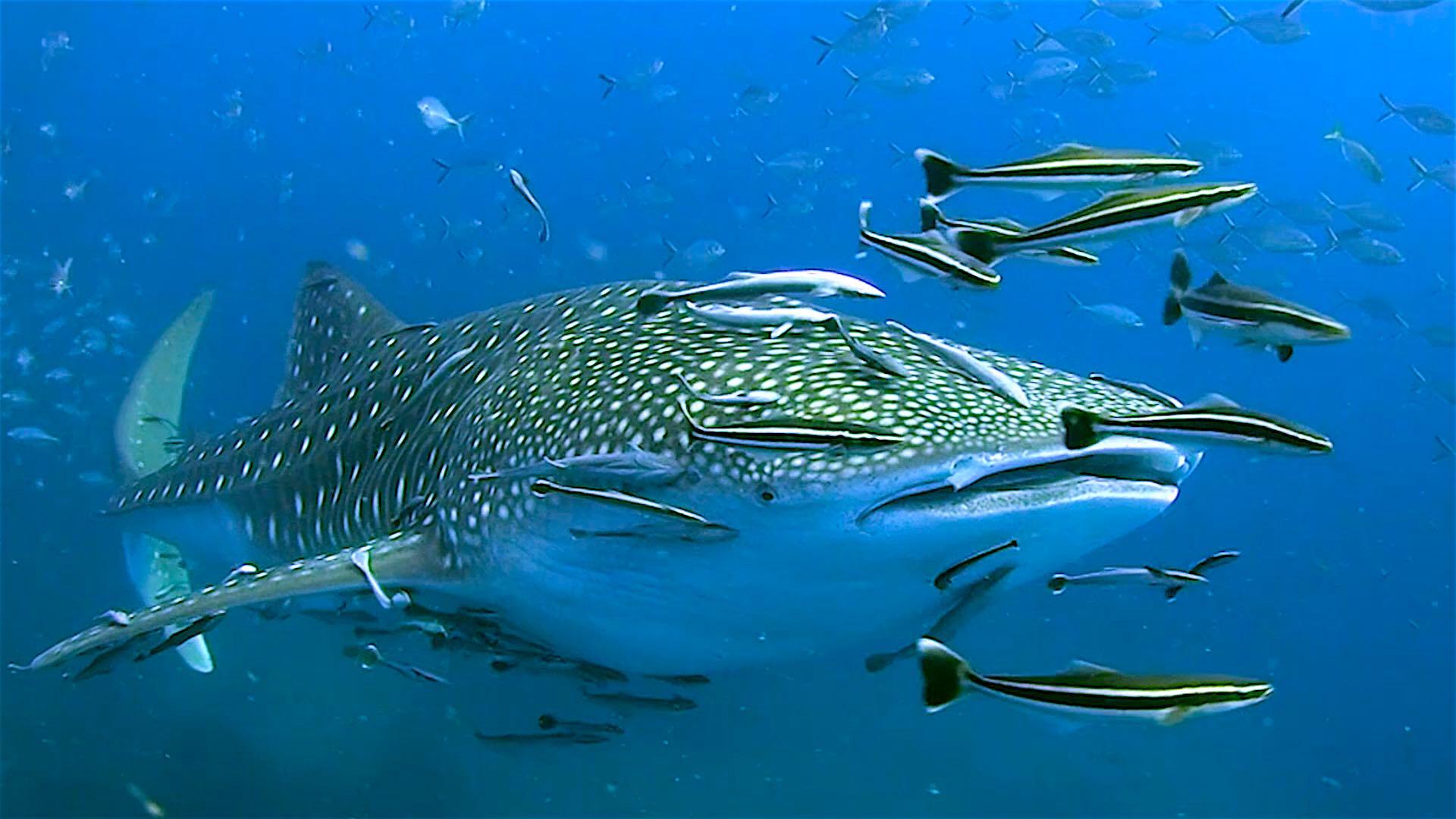 1920x1080 Koh Tao Thailand You Need to Know