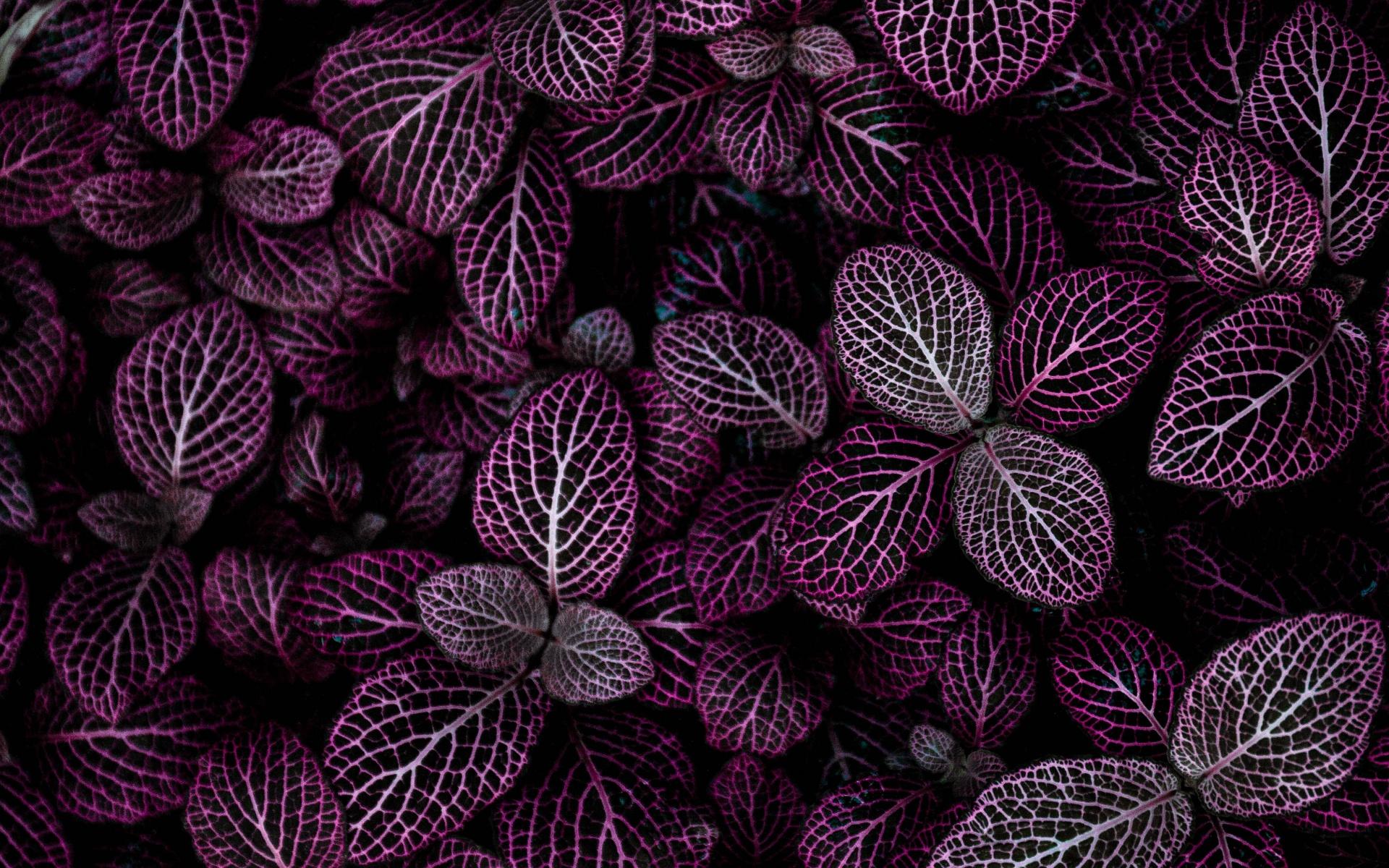 1920x1200 Purple leaves Wallpaper 4K, Plant, Floral, Pattern, Nature