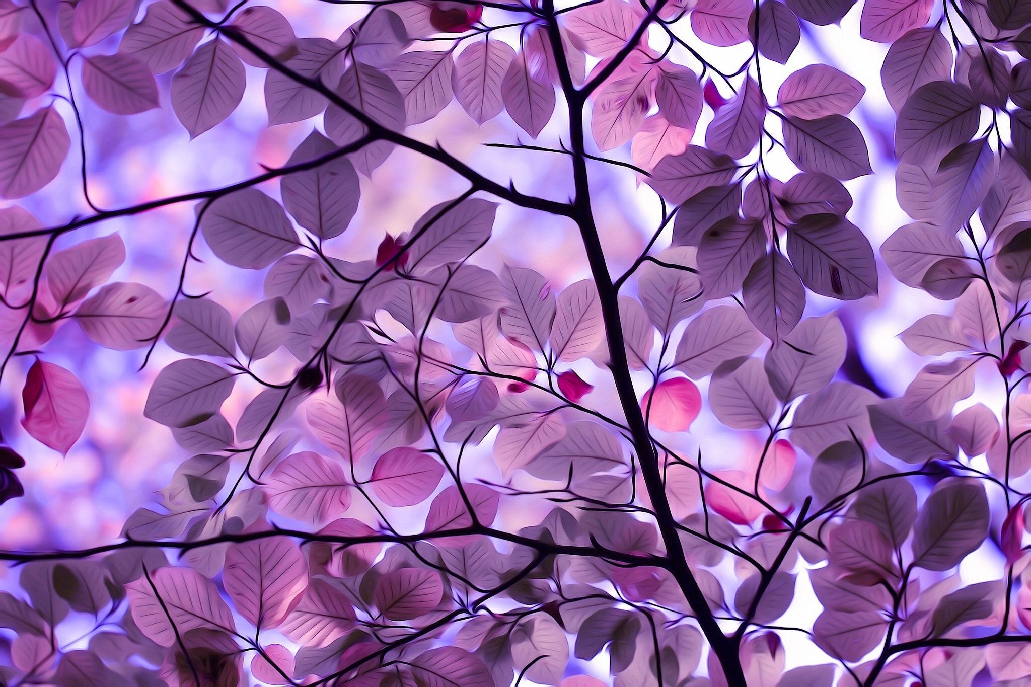 2048x1365 Purple Leaves