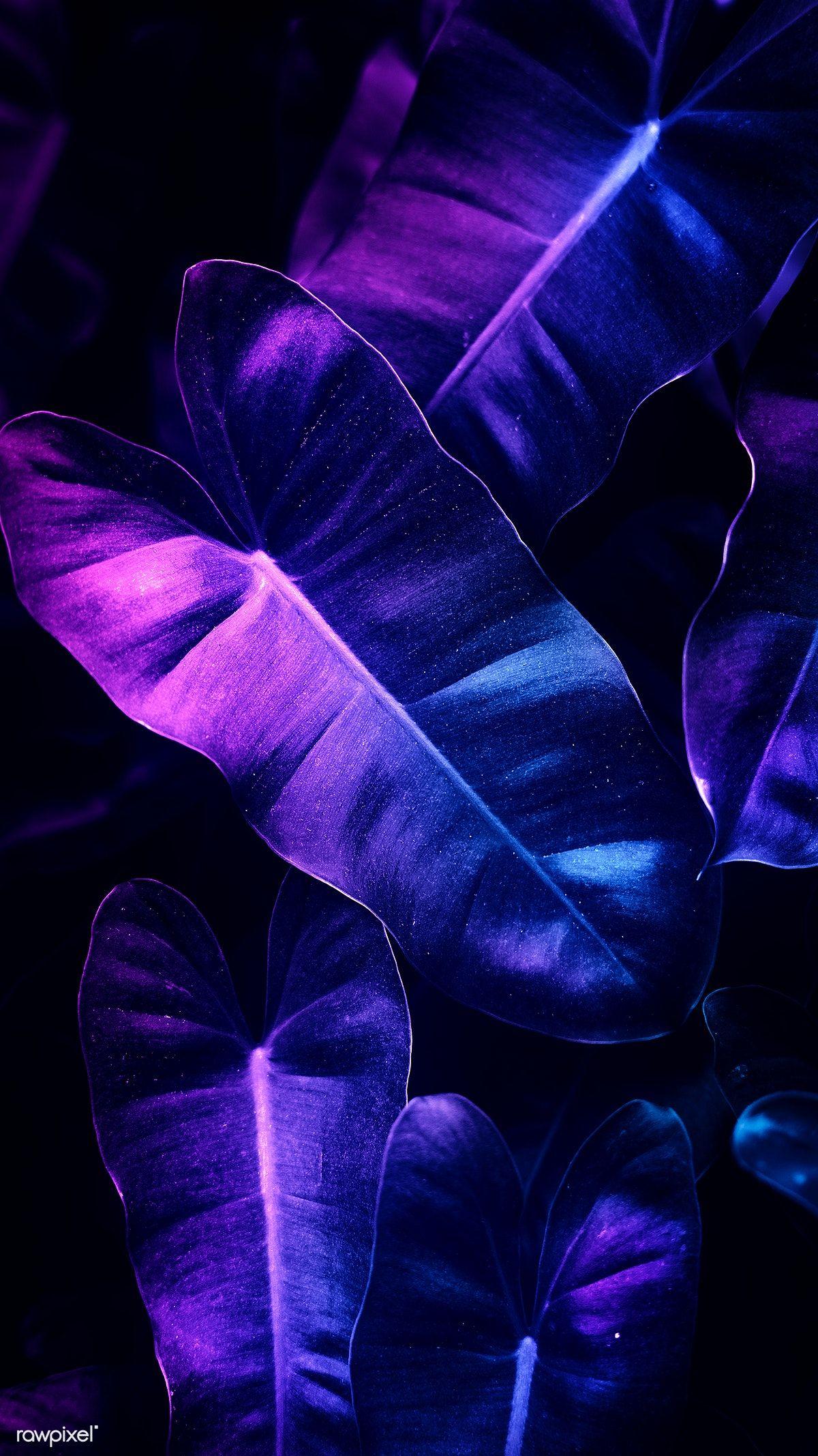 1200x2134 Anthurium leaves mobile screen wallpaper, 4k iphone and mobile phone wallpaper. premium image by rawpi. Screen wallpaper, Purple wallpaper iphone, Neon wallpaper