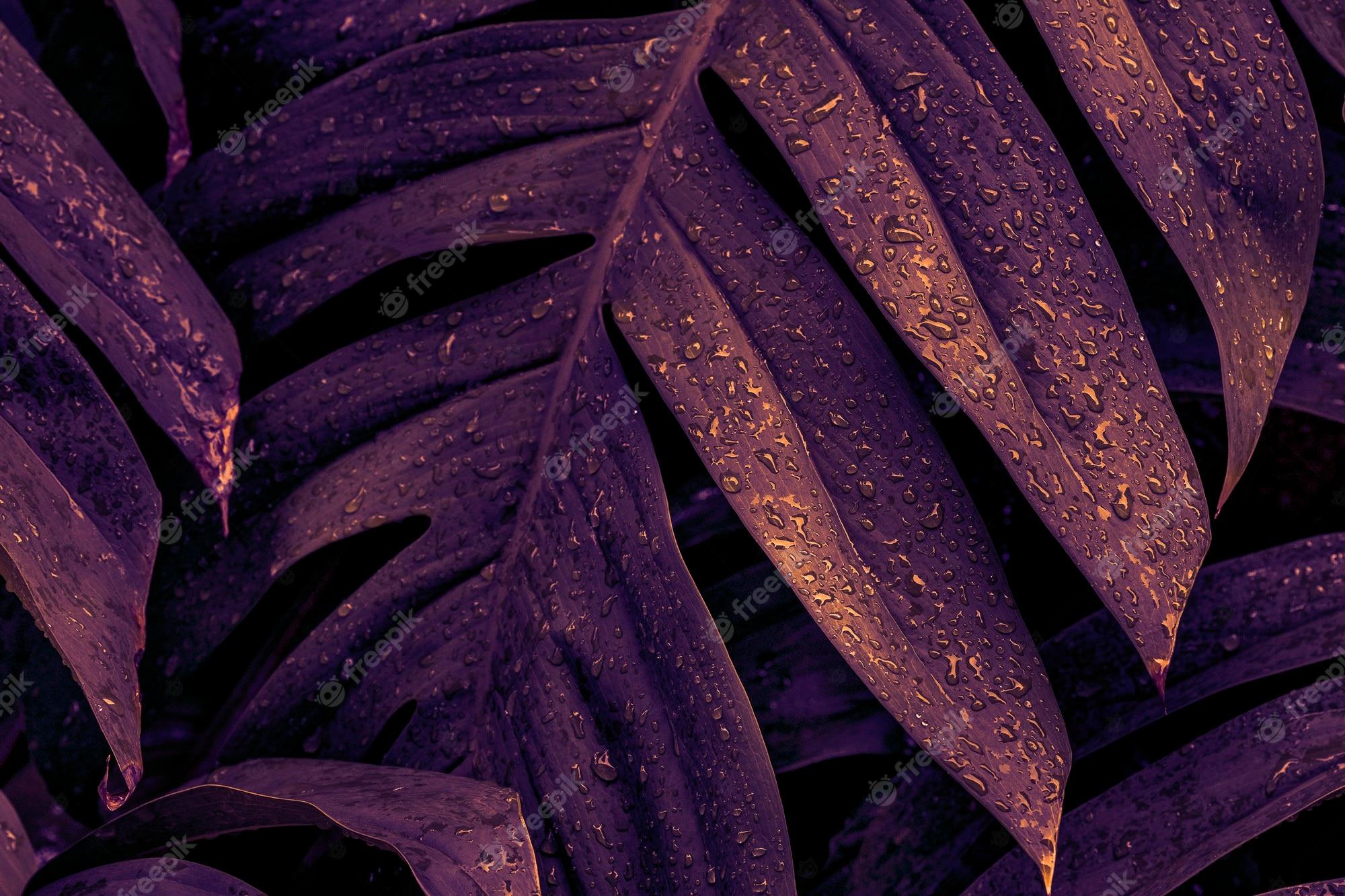 2000x1333 Purple Leaves Image