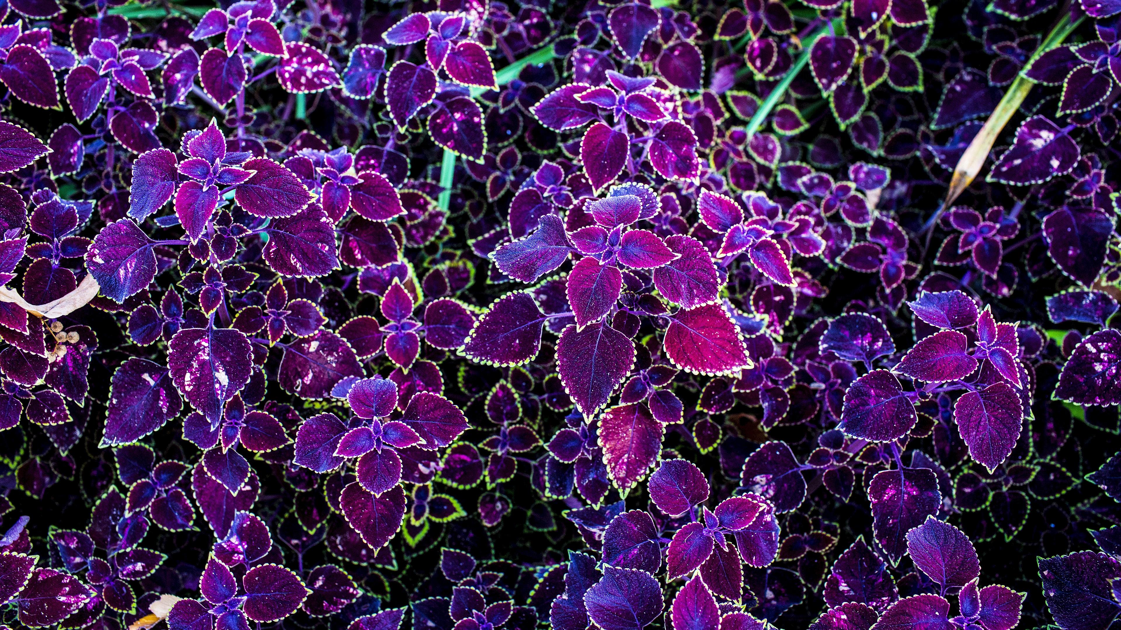 3840x2160 Purple Leaves