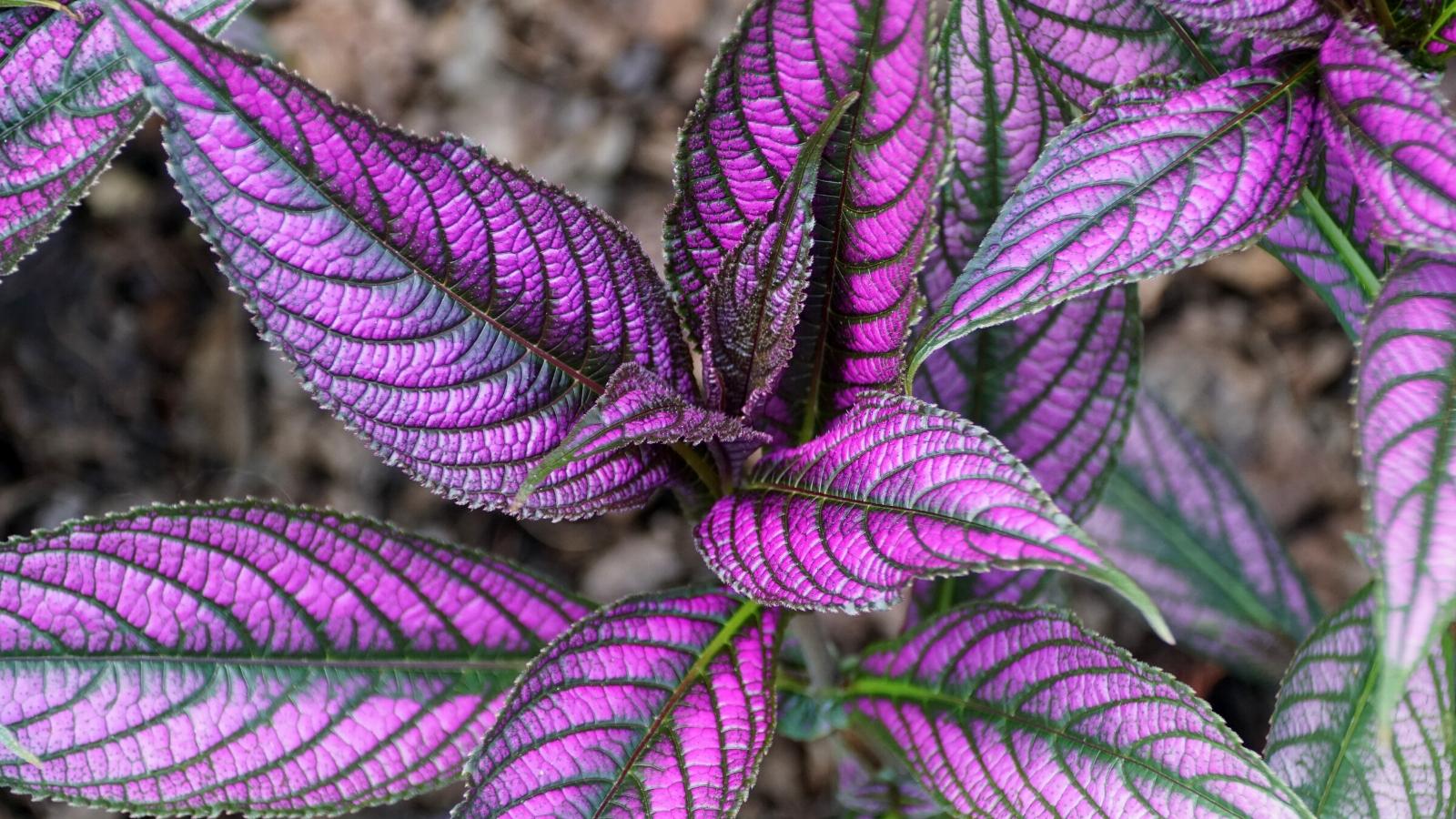 1600x900 Plants With Purple Leaves for Indoor & Outdoor Gardens