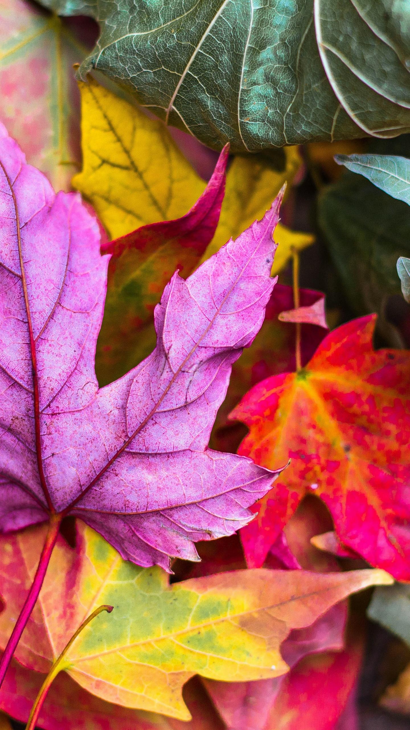 1440x2560 Maple leaves Wallpaper 4K, Purple leaf, Nature