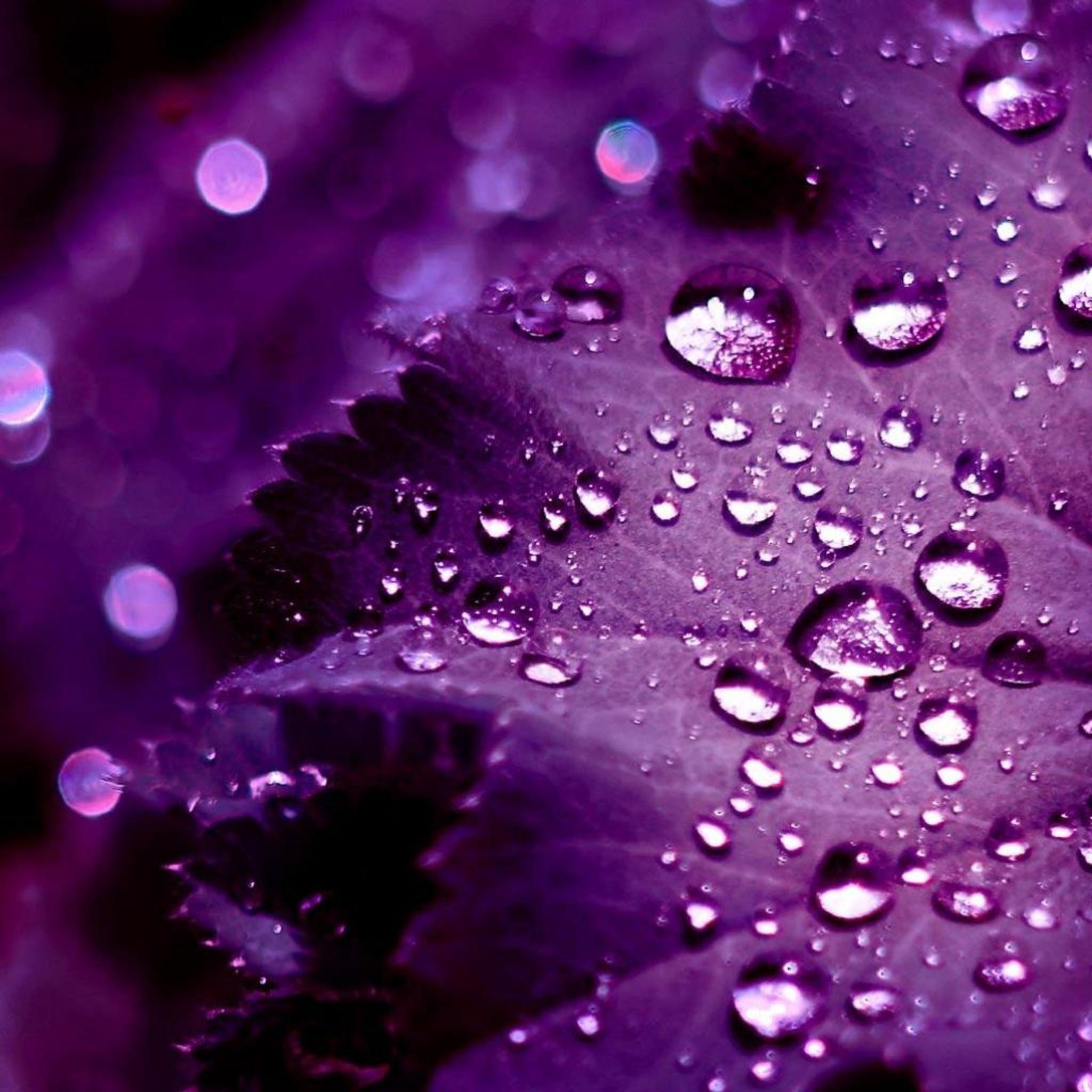 2048x2048 Purple Leaves Wallpaper