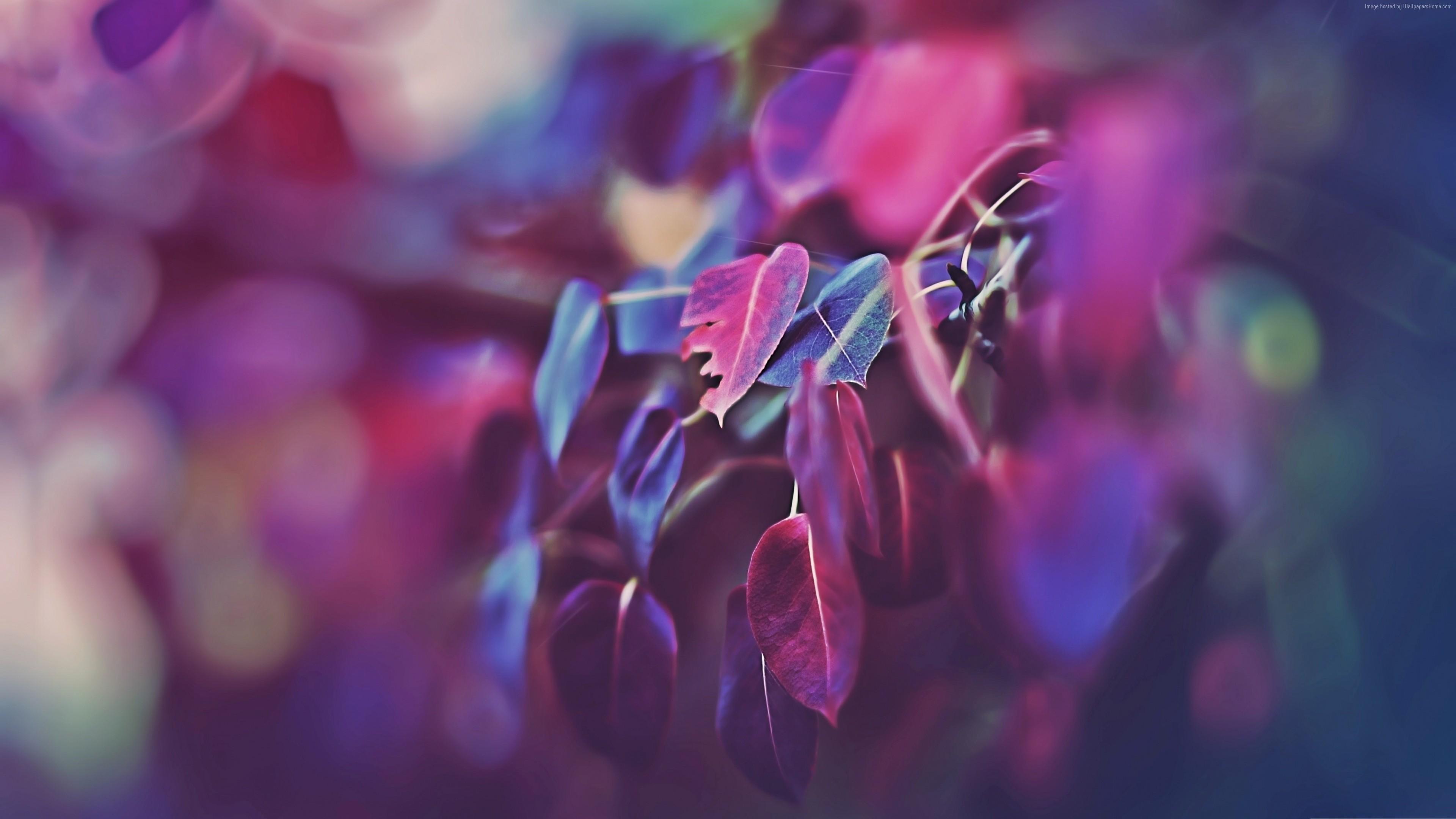 3840x2160 Purple Leaves HD Nature, 4k Wallpaper, Image, Background, Photo and Picture