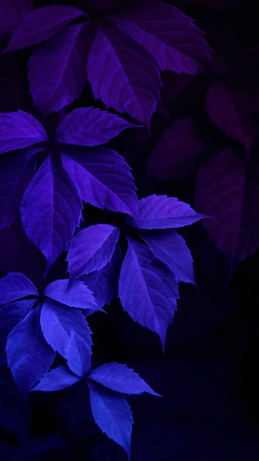 900x1600 Neon Nature Foliage Wallpaper Wallpaper : iPhone Wallpaper. Nature iphone wallpaper, iPhone wallpaper photo, Flower phone wallpaper