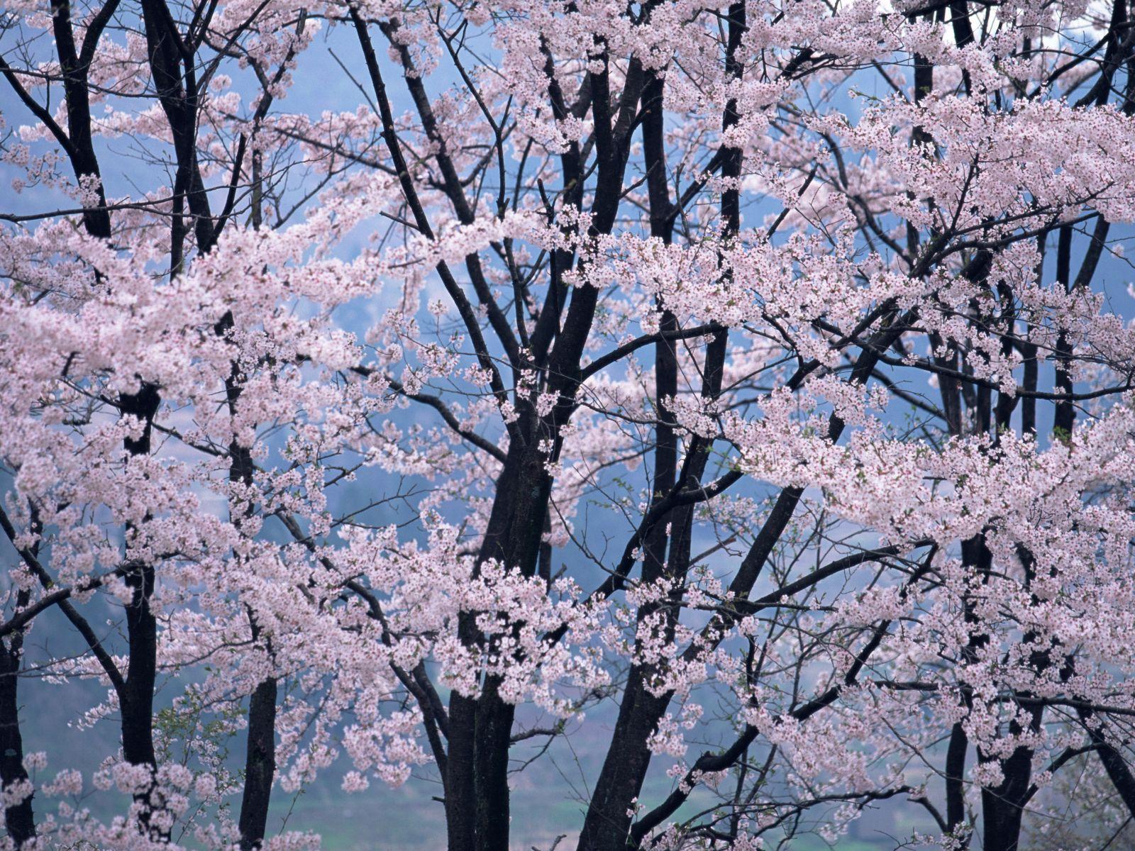 1600x1200 Japanese nature Normal 1600x1200