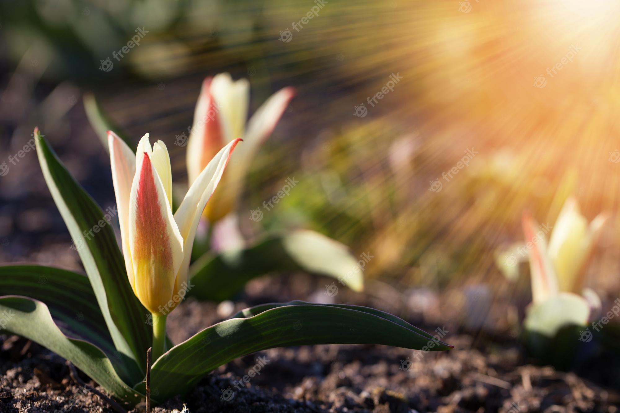 First Day of Spring Wallpapers - Top Free First Day of Spring ...