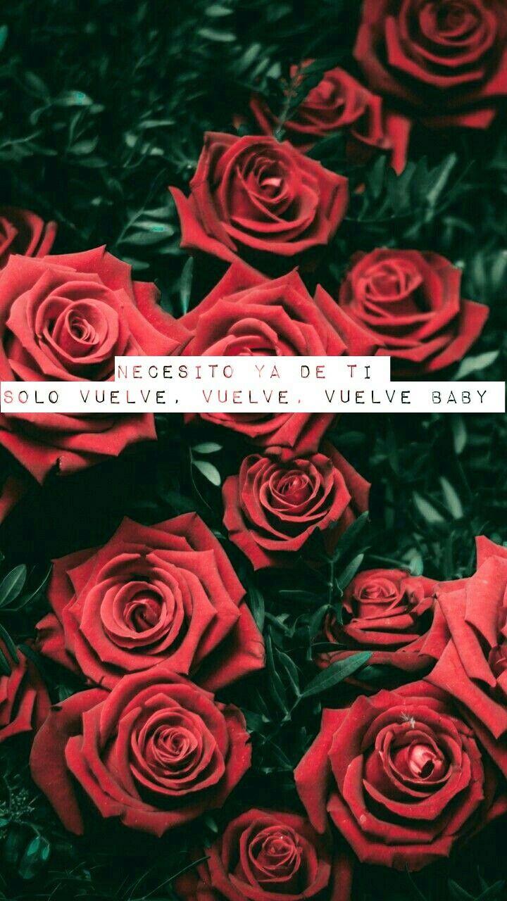 720x1280 The Vamps. Red roses wallpaper, Rose wallpaper, Flowers photography