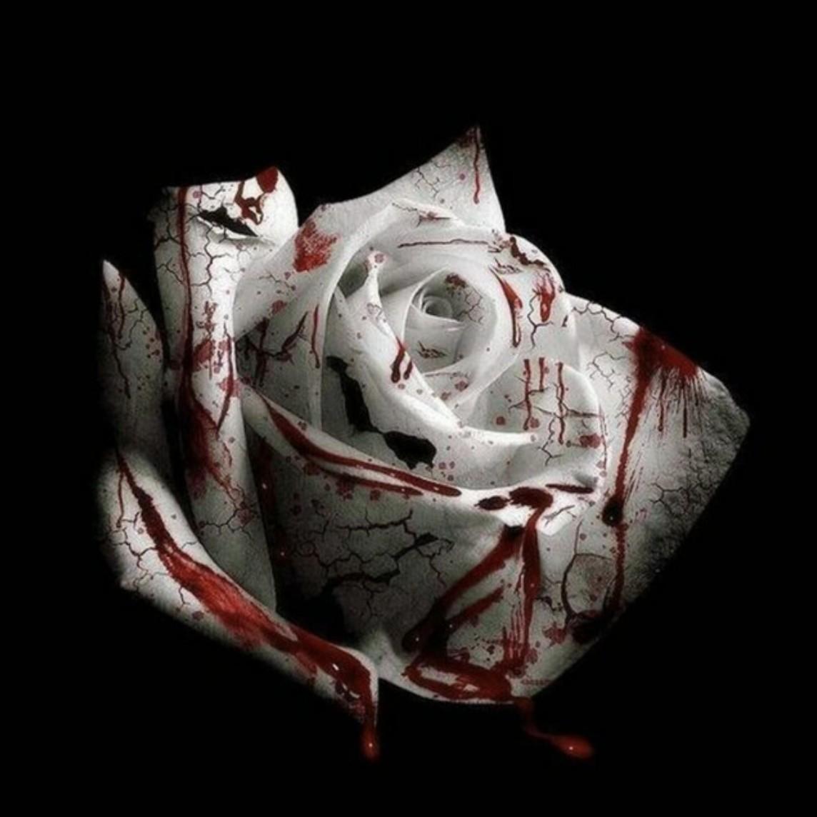 1144x1144 D4vd Wallpaper