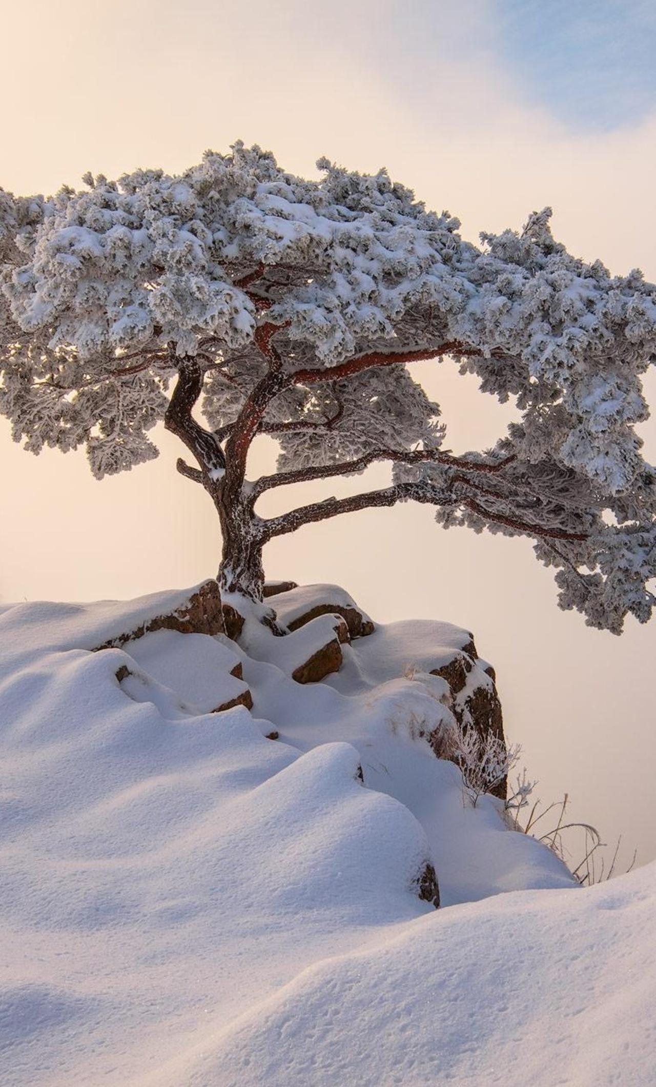 1280x2120 South Korea December Winter iPhone HD 4k Wallpaper, Image, Background, Photo and Picture