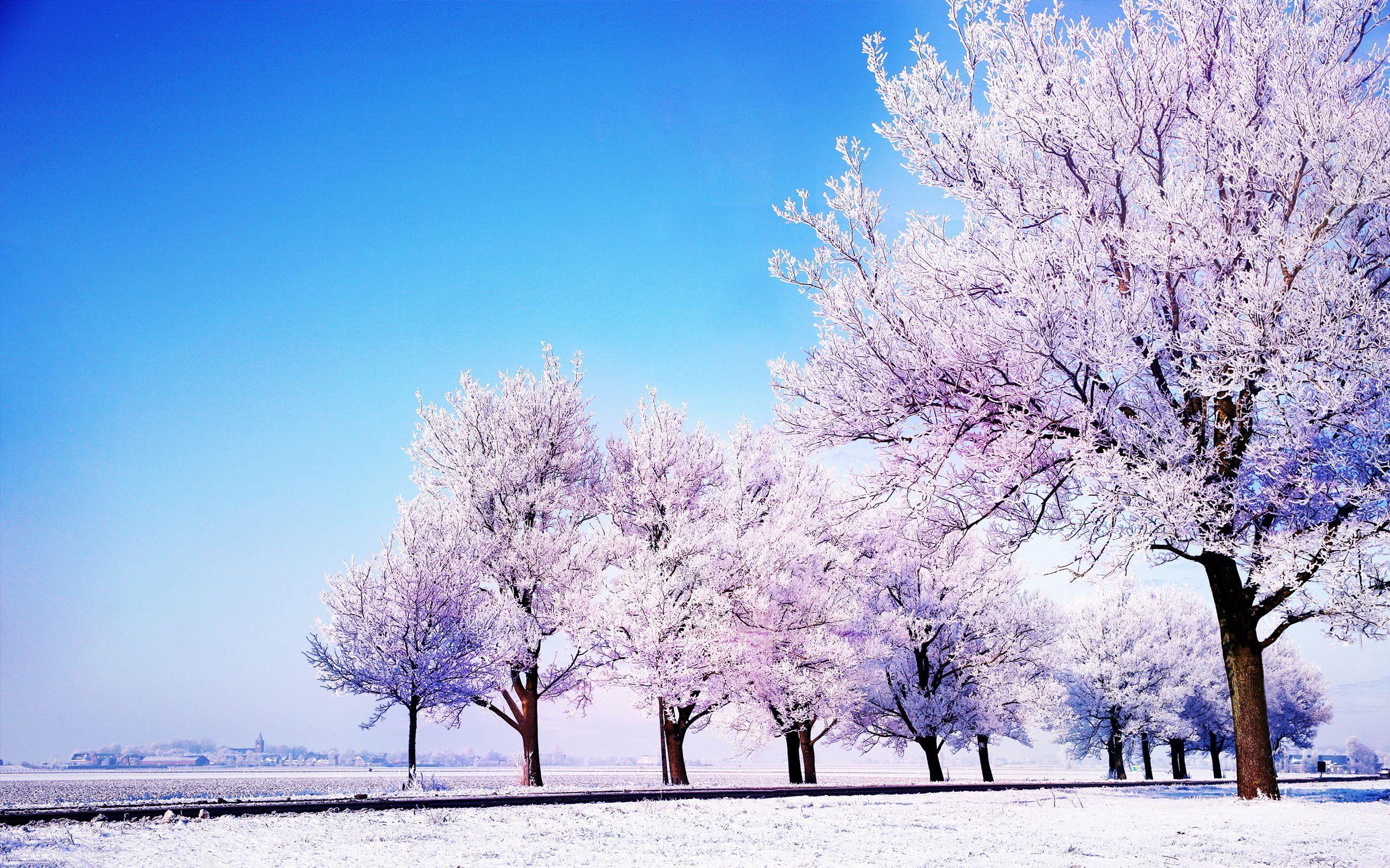 2560x1600 Spring South Korea Wallpaper