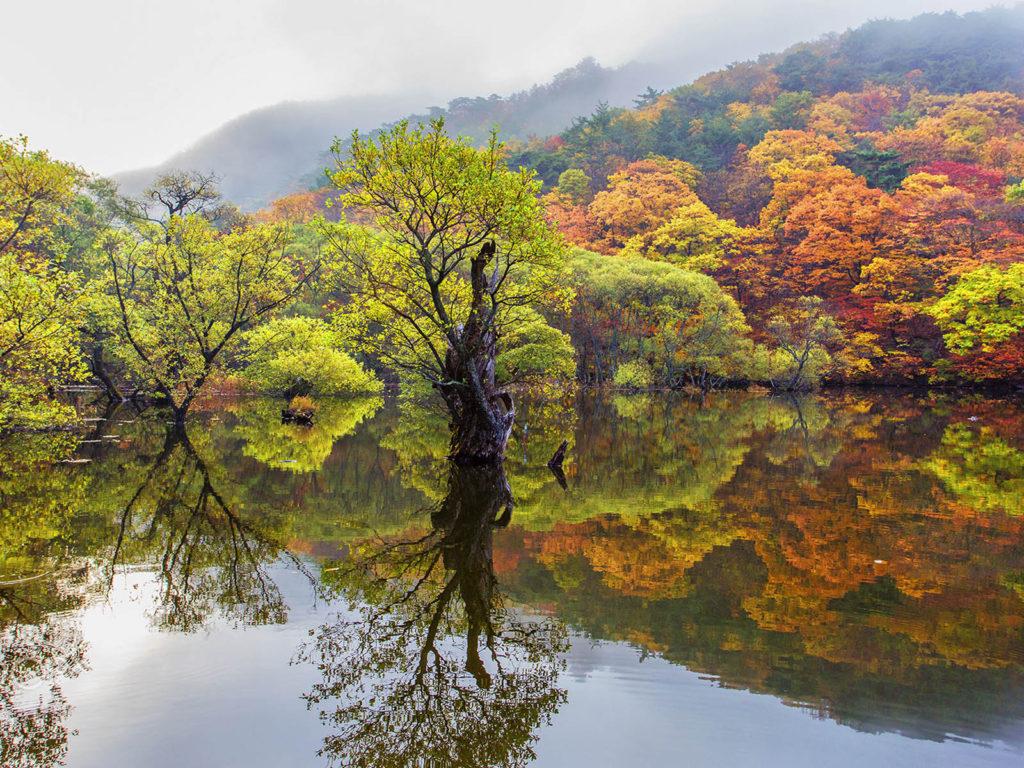 1024x768 Autumn Trees With Autumn Leaves Reflection In Water Cheongsong South Korea Landscape Photography Ultra HD Wallpaper For Desktop Mobile Phones Tablet And Laptops :