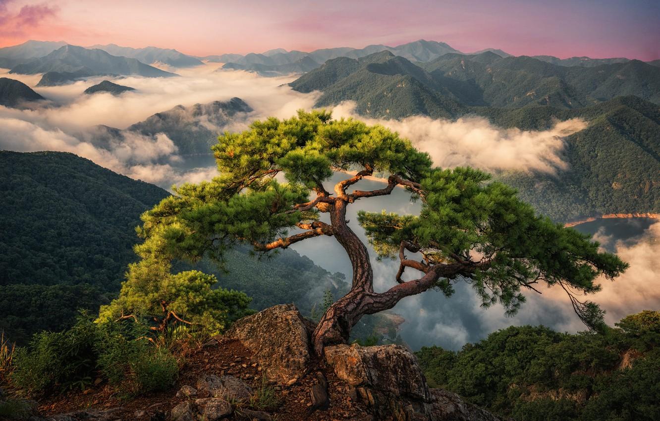 1332x850 Wallpaper clouds, landscape, mountains, nature, tree, forest, pine, South Korea image for desktop, section пейзажи