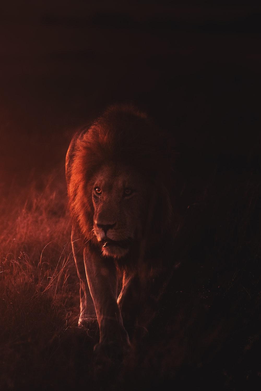 1000x1500 Lion Wallpaper: Free HD Download [HQ]