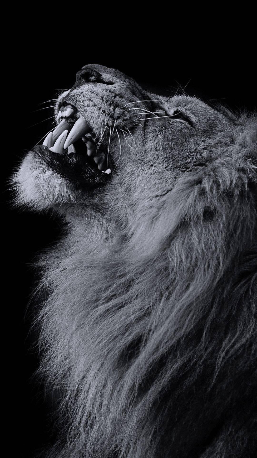 1080x1920 Free Lion iPhone Wallpaper Downloads, Lion iPhone Wallpaper for FREE