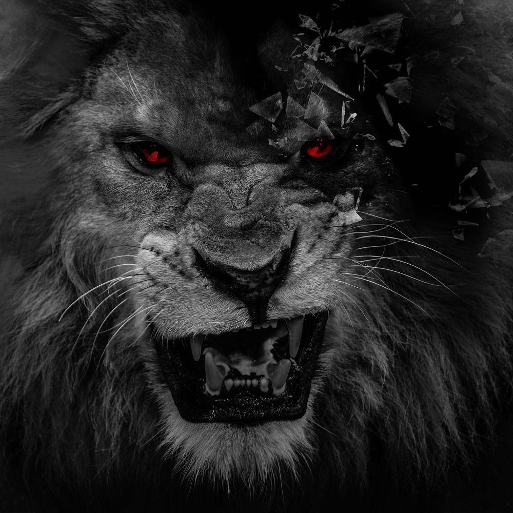 1000x1000 Cool Lions Wallpaper