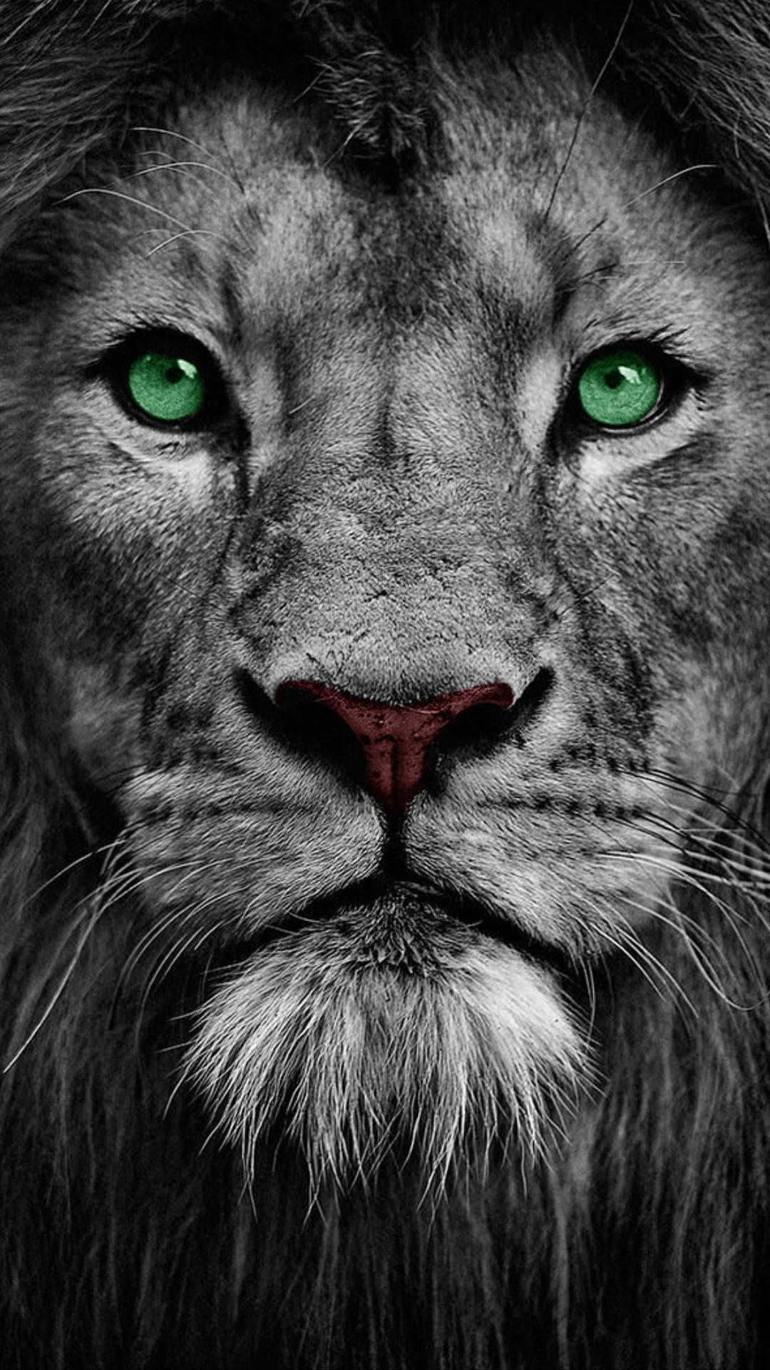 1080x1920 Free Lion Phone Wallpaper Downloads, Lion Phone Wallpaper for FREE