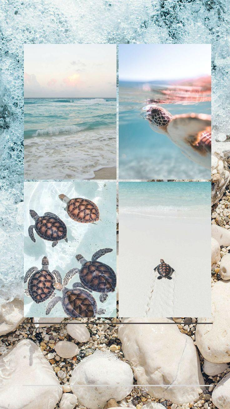 736x1308 Pinterest. Ocean wallpaper, Pretty wallpaper, Picture collage wall