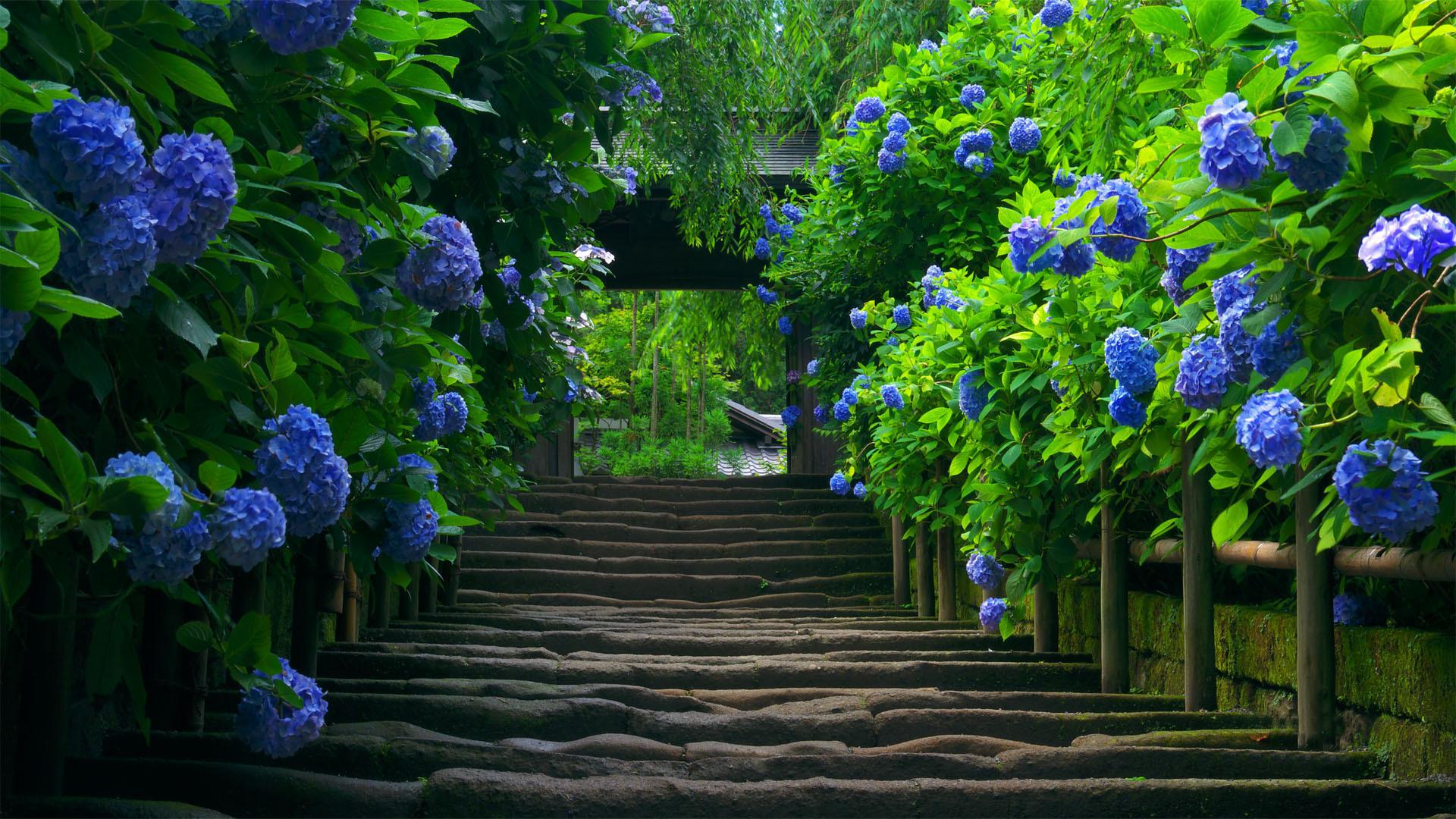 1920x1080 HD Flower Garden Wallpaper