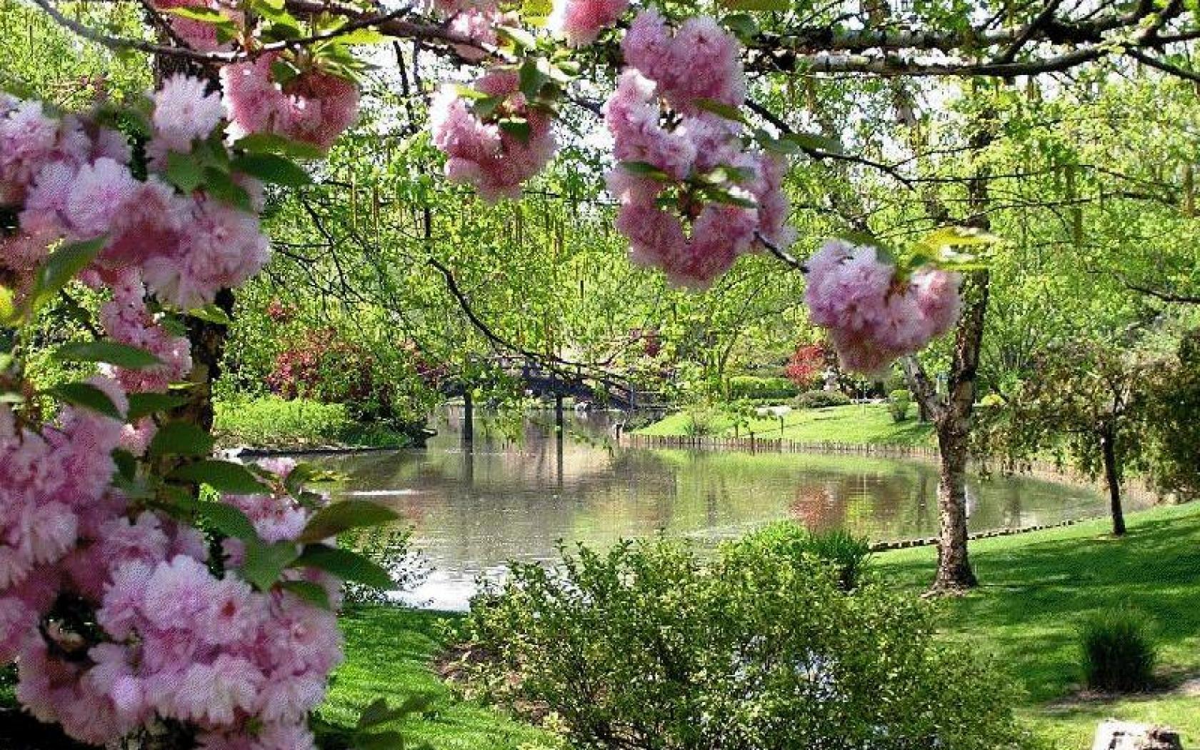 1680x1050 Spring Garden Wallpaper